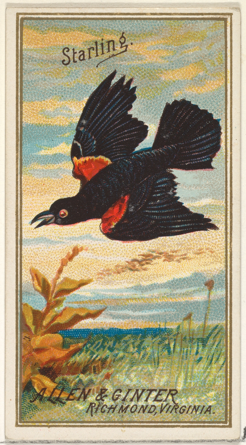 Vintage Starling Trading Card
