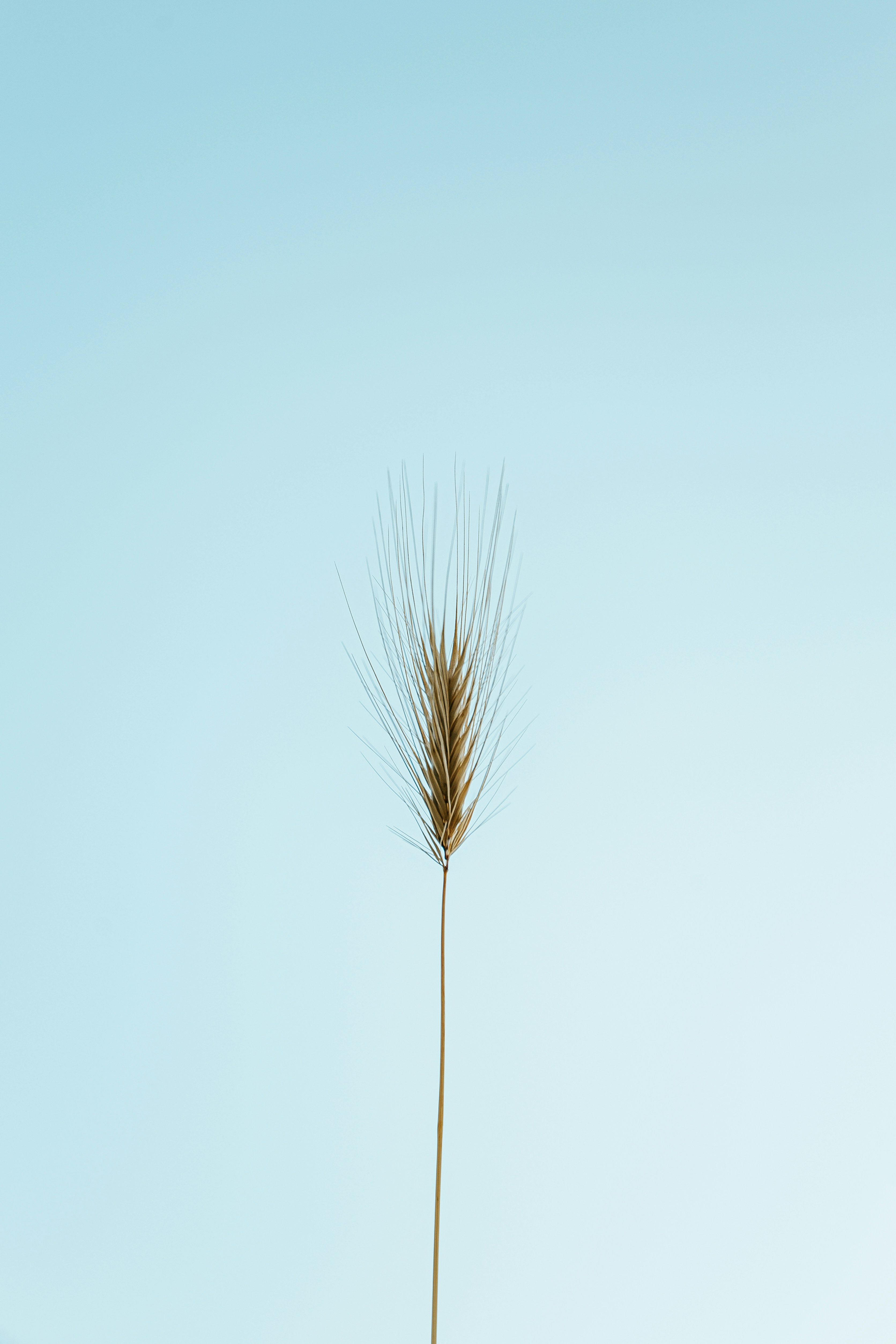 Single Wild Grass Against Pale Blue Sky