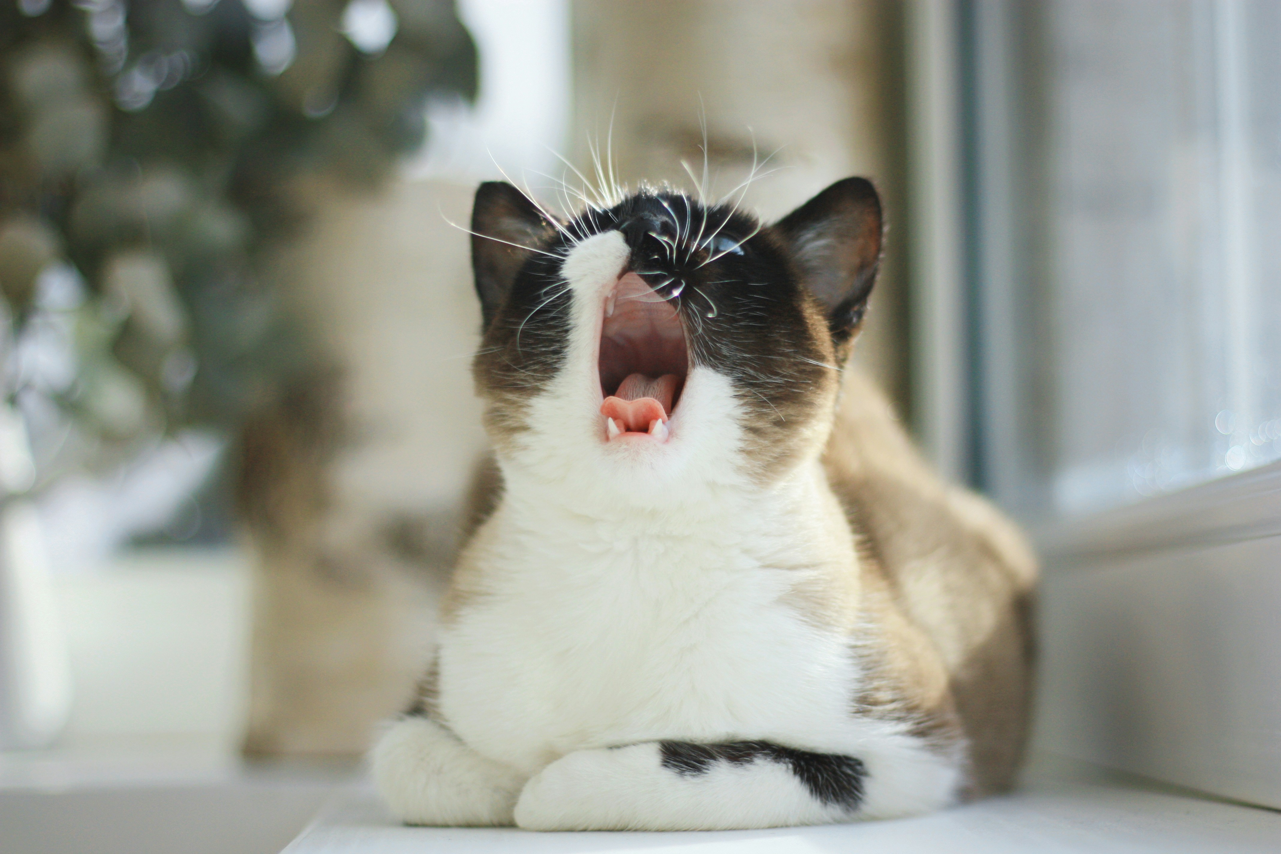 Yawning Cat Resting on Windowsill