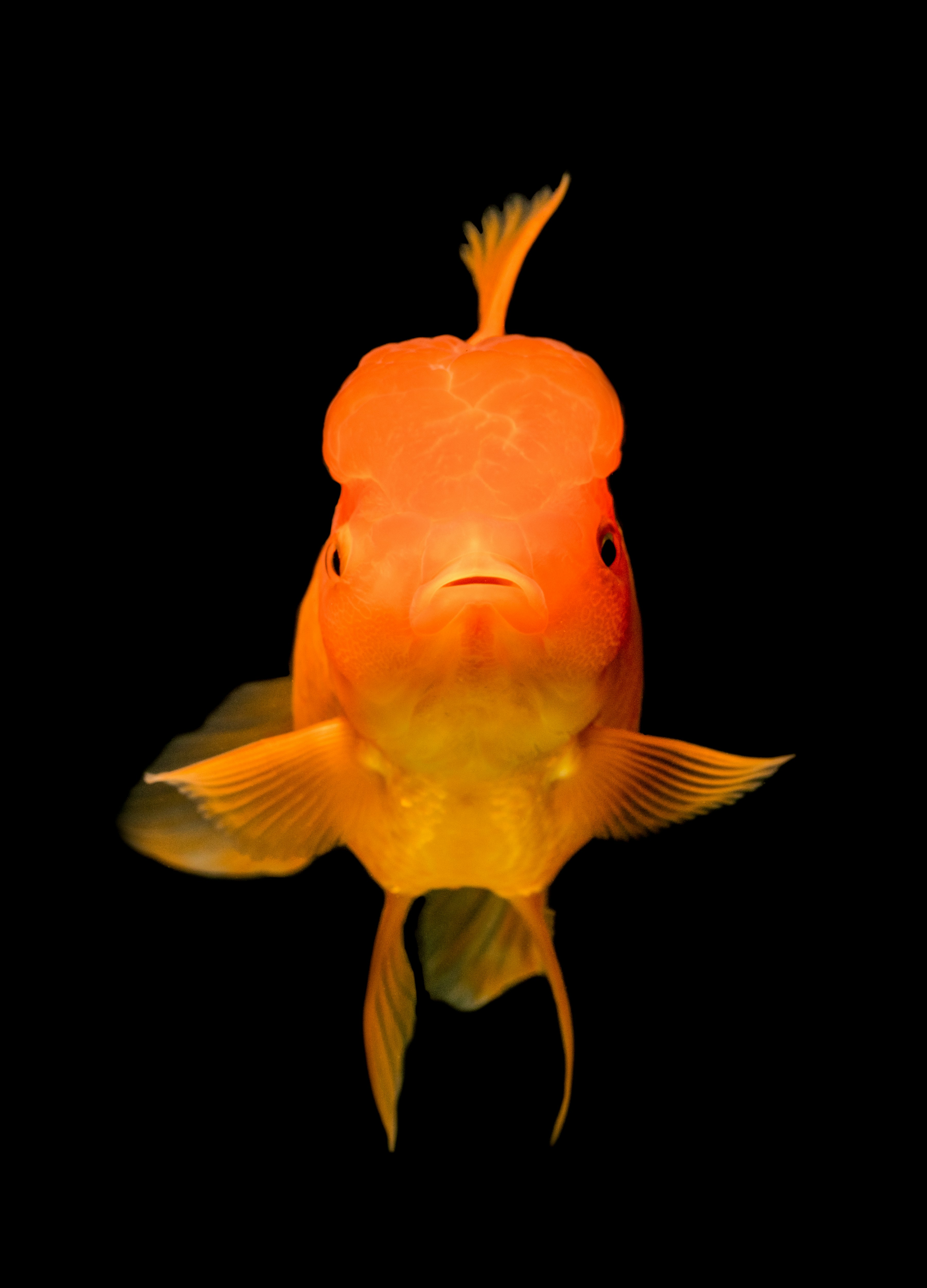 Orange Oranda Goldfish Front Portrait