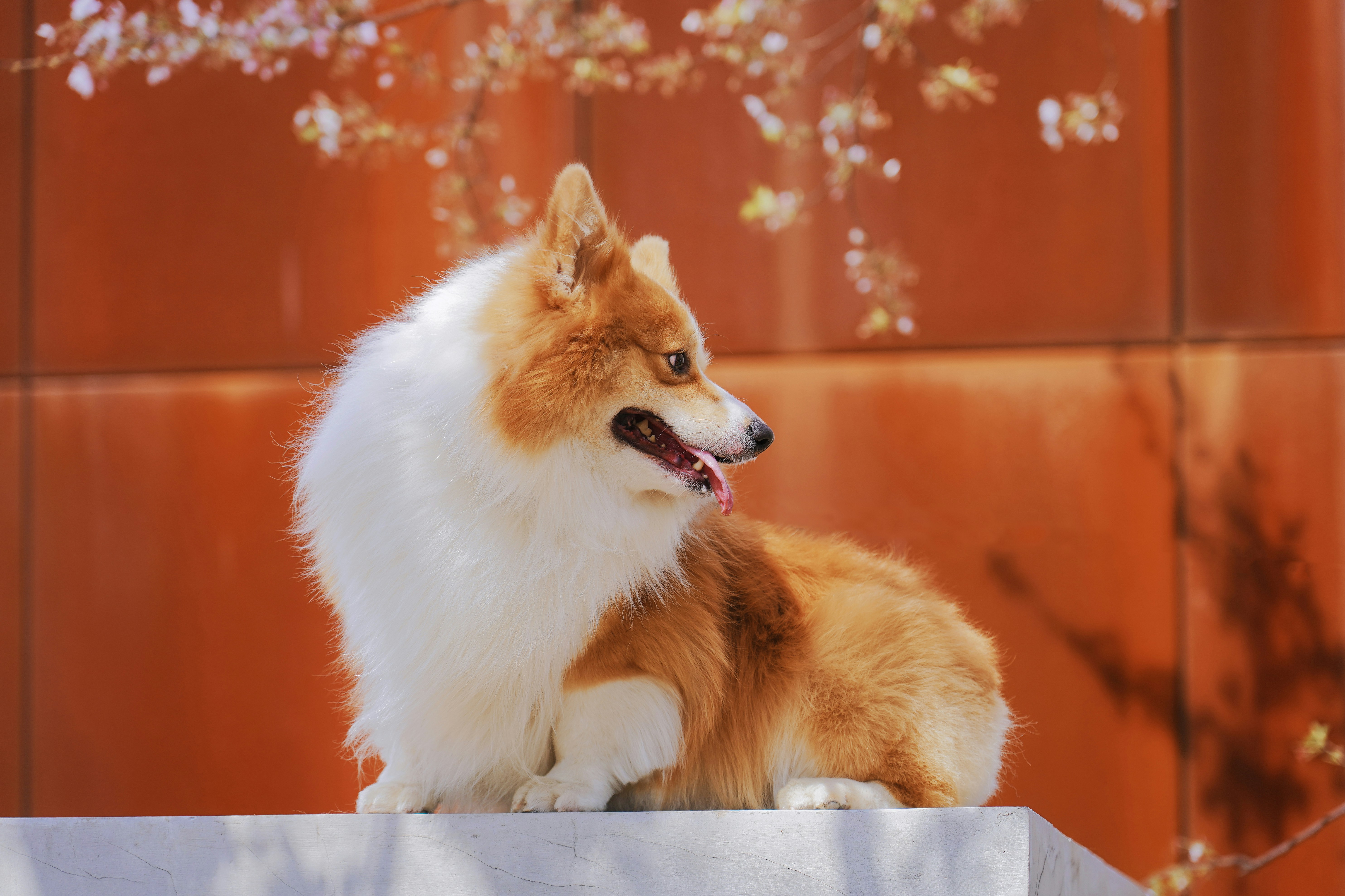 Fluffy Corgi Sitting Outdoors