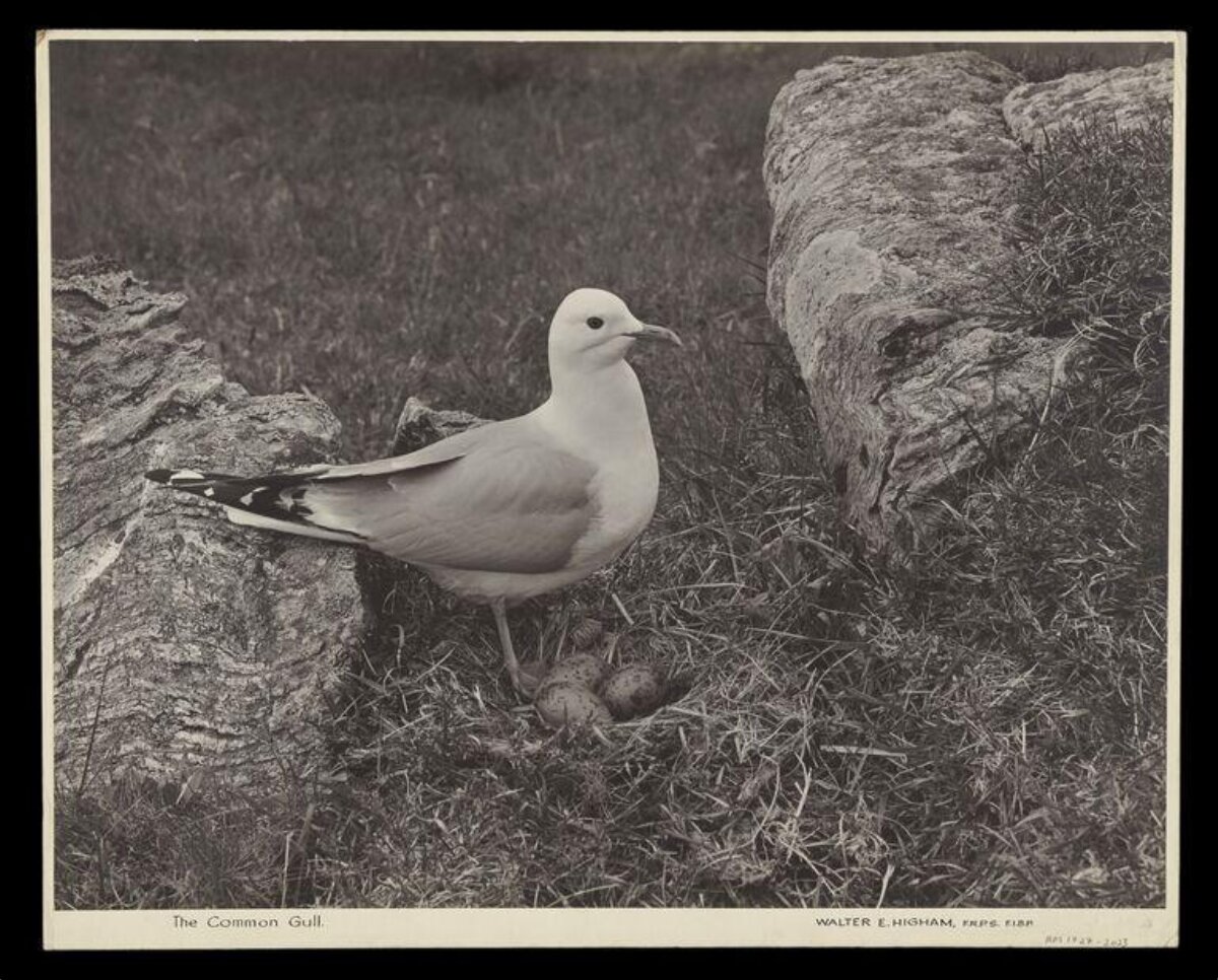 Common Gull at Its Nest
