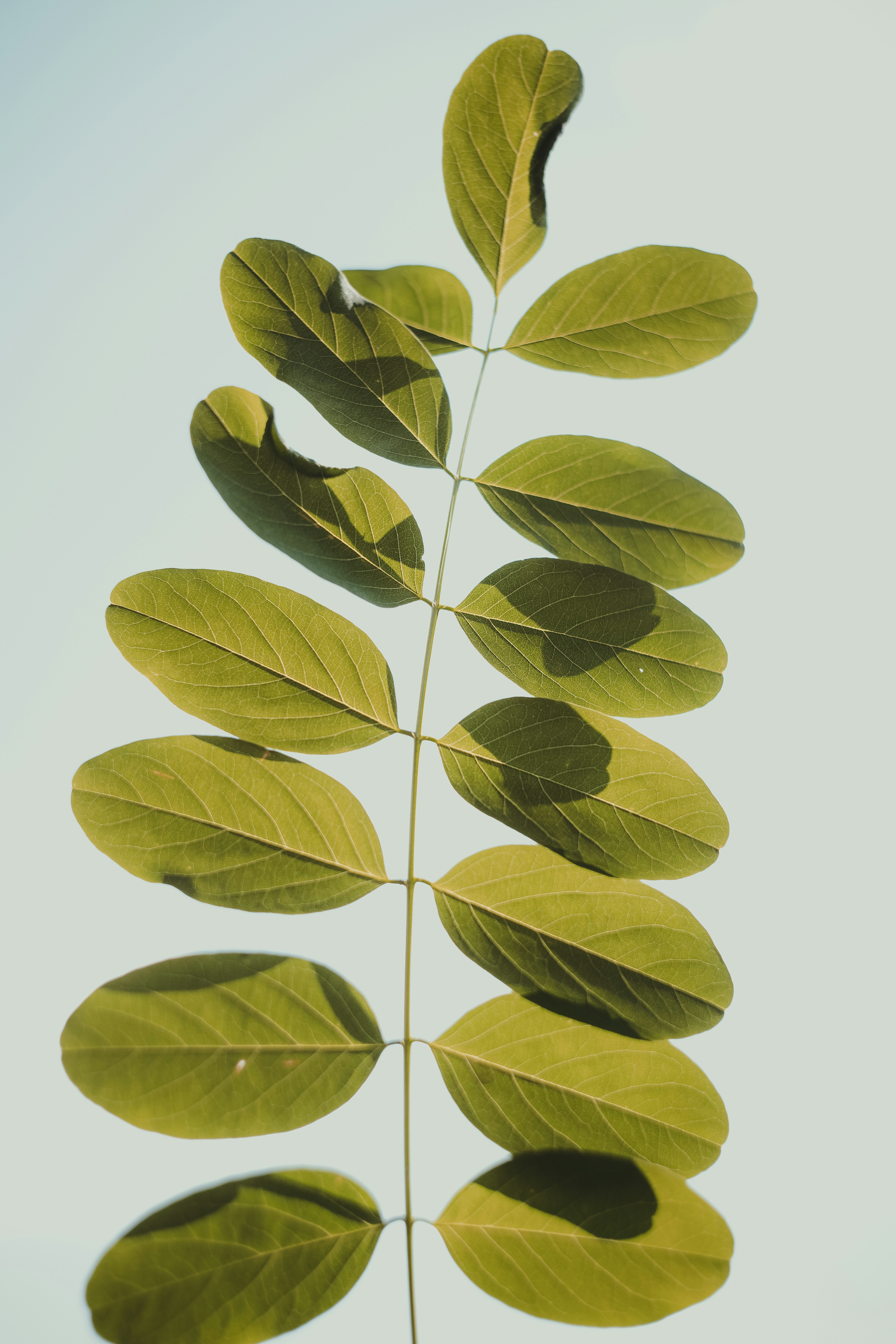 Backlit Compound Leaf Against Pale Blue Sky