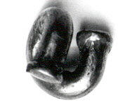 Close Up of Black Horseshoe