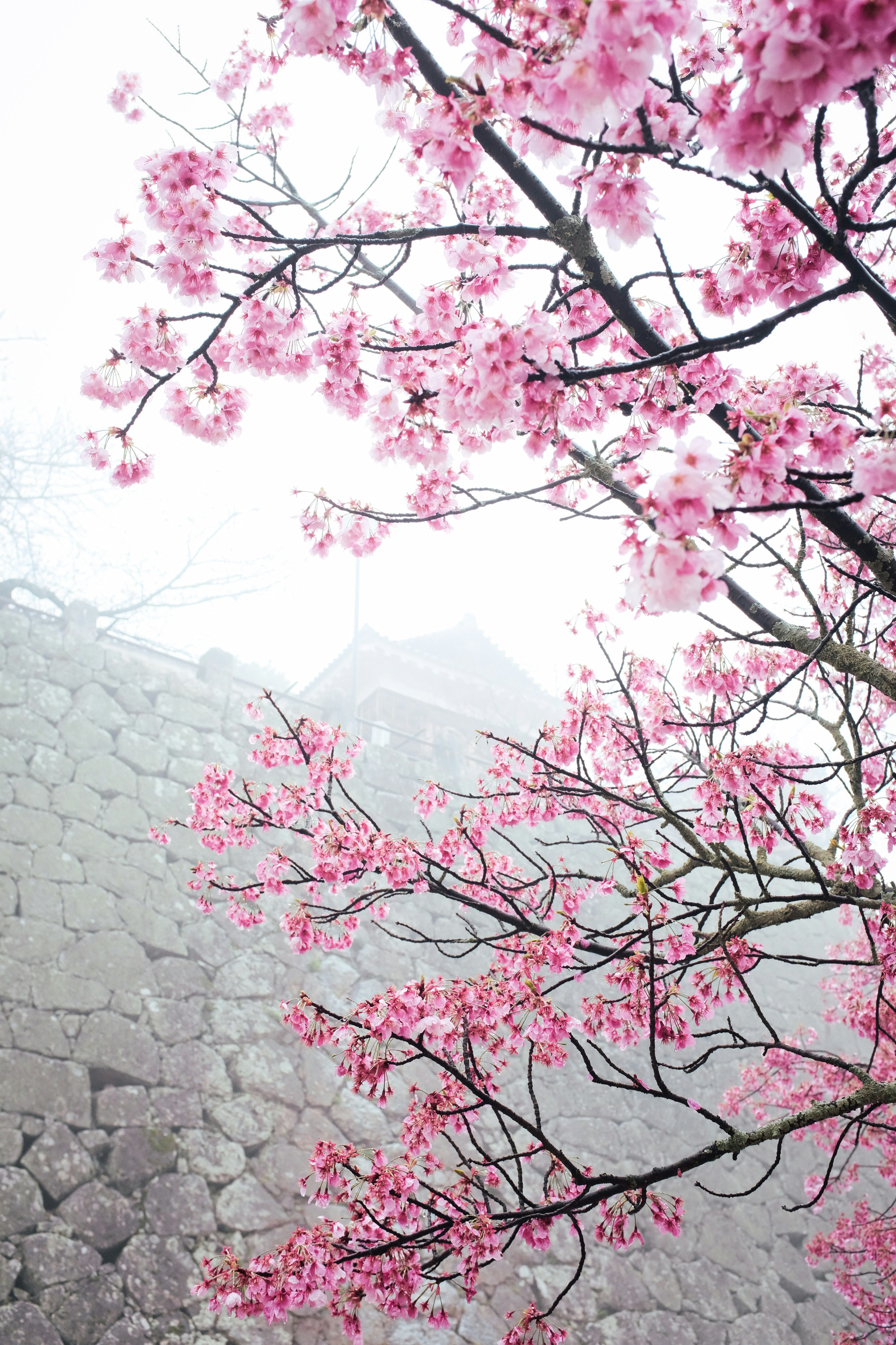 Cherry Blossoms by Castle Stone Wall