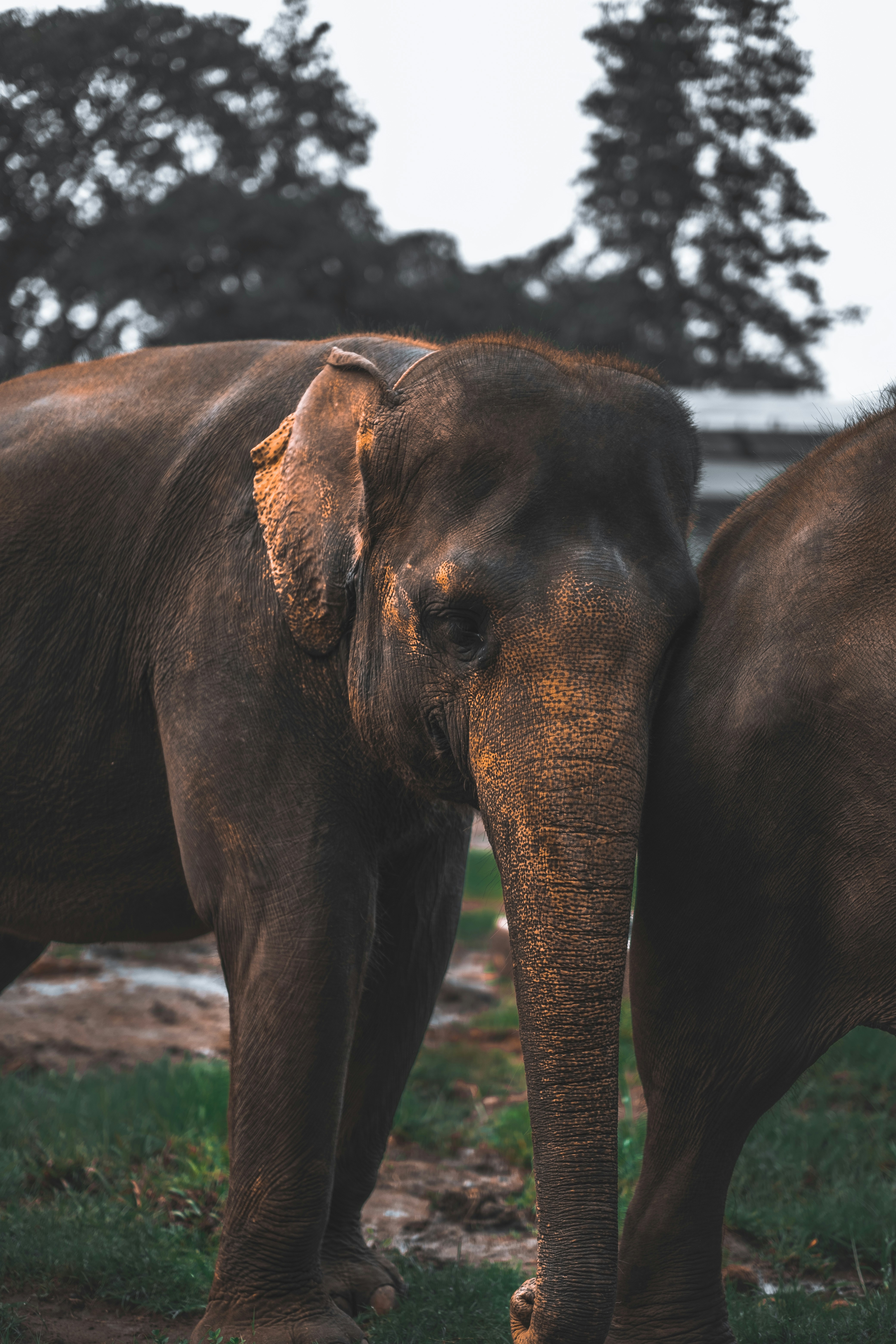 Close-up of Two Elephants