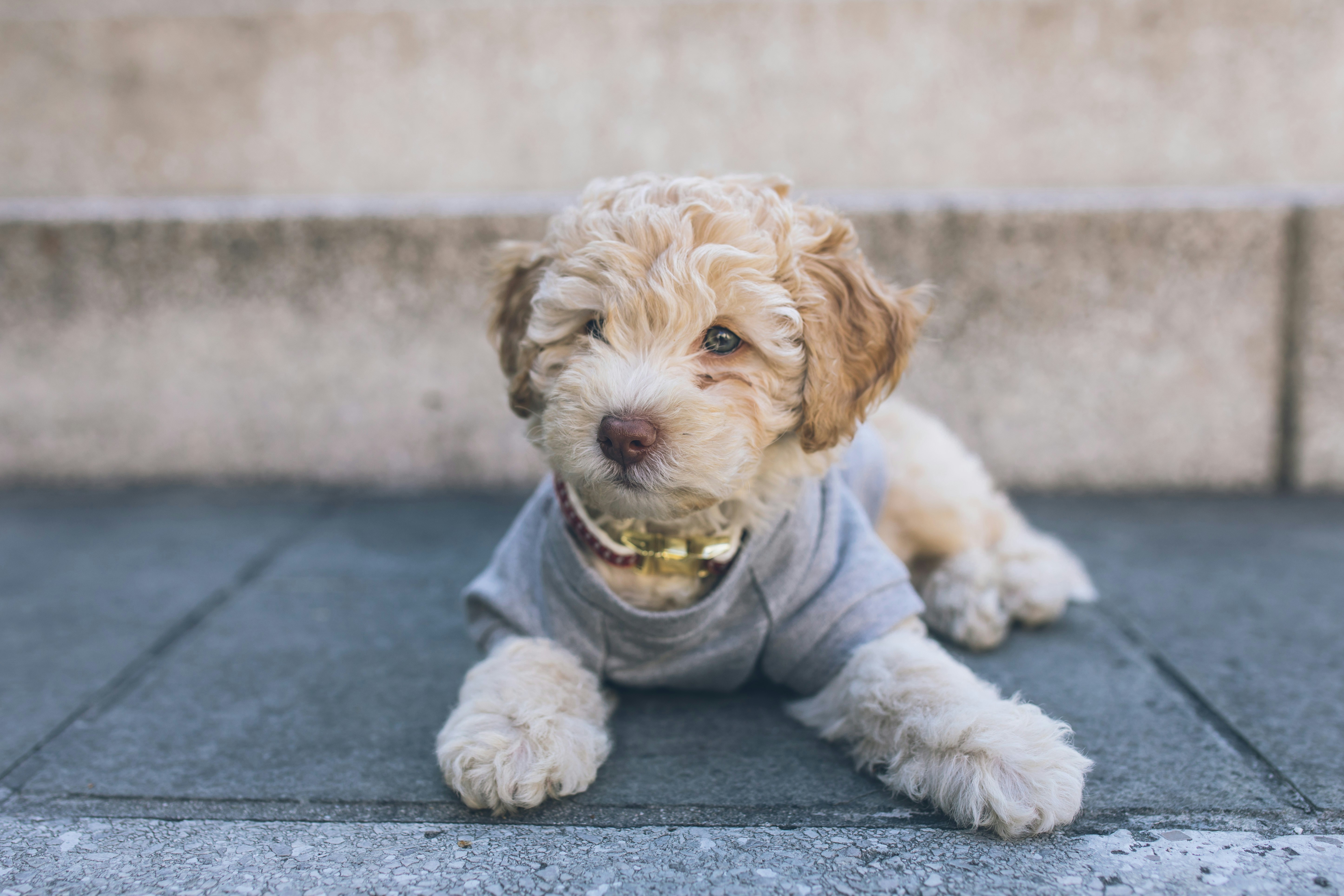 Cute Puppy Lying on Stone Steps