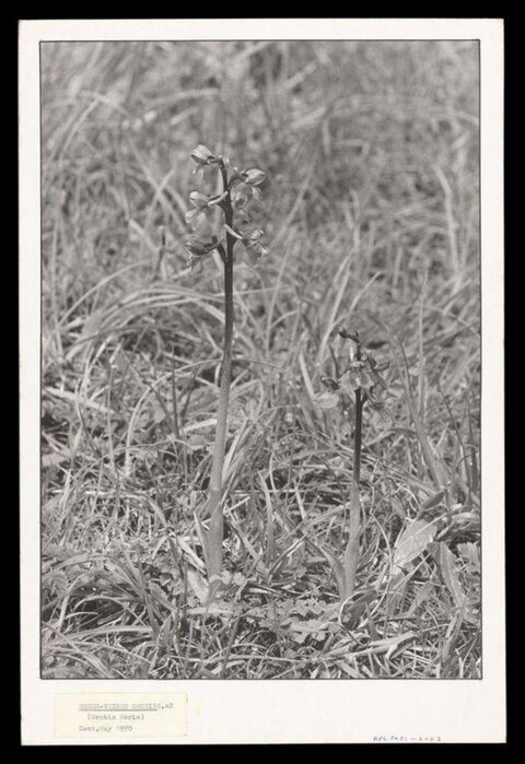 Two Wild Orchis Morio in Grass