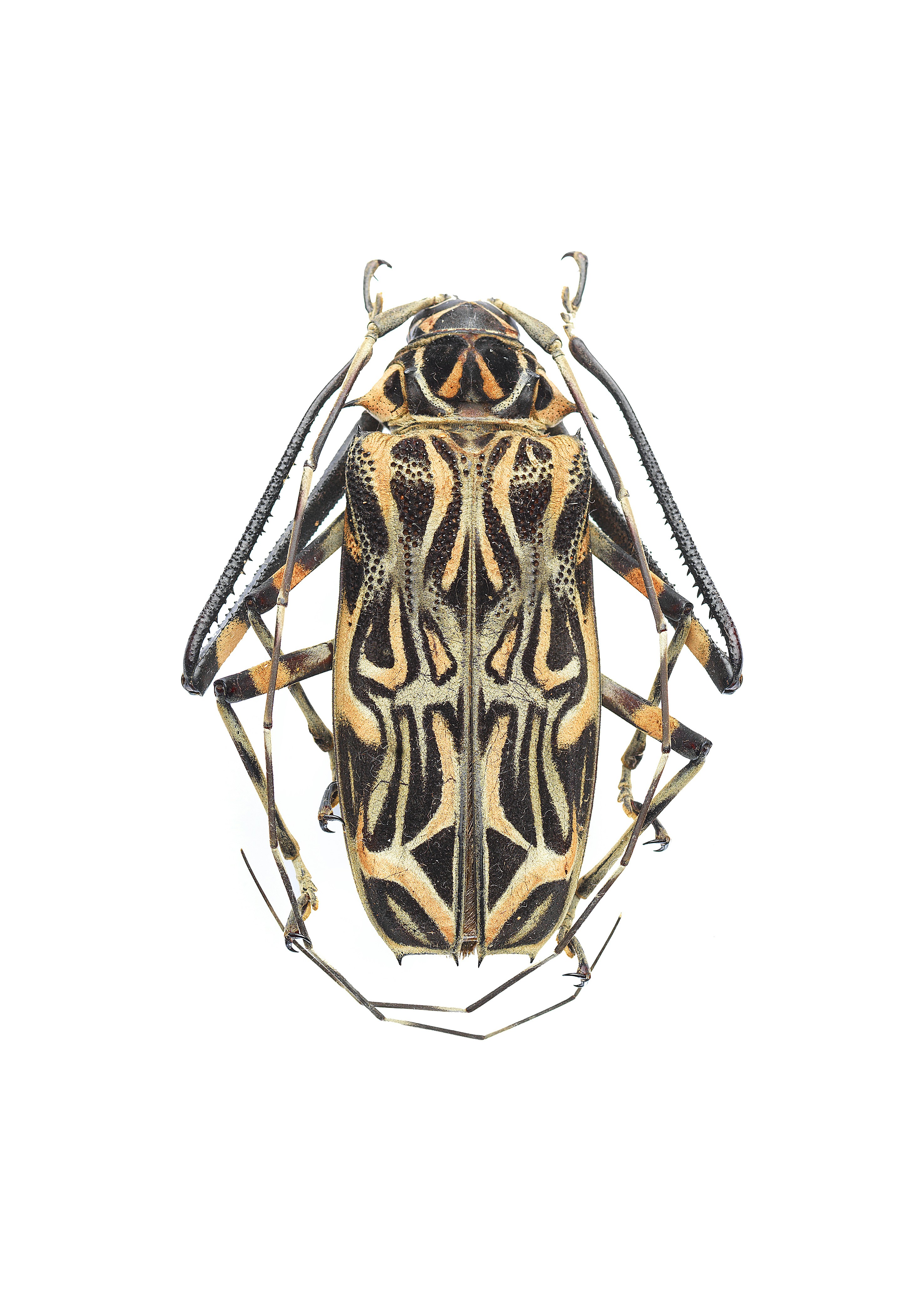 Patterned Longhorn Beetle Specimen