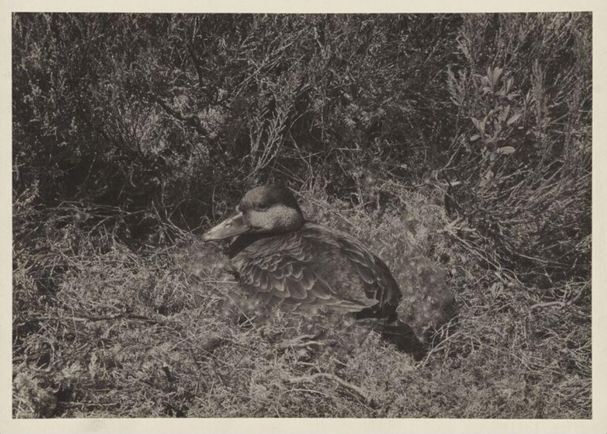 Duck Resting Among Wild Shrubs