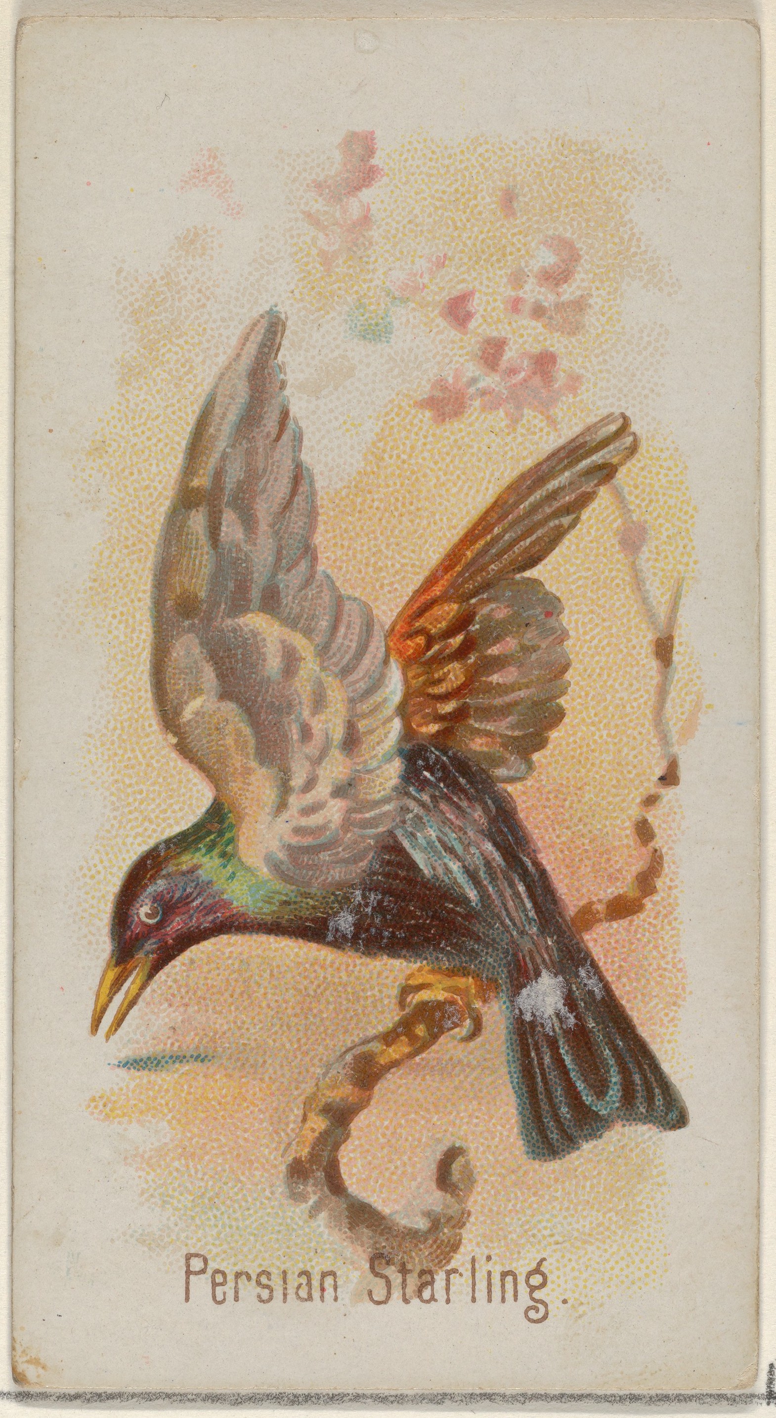 Vintage Persian Starling Illustration