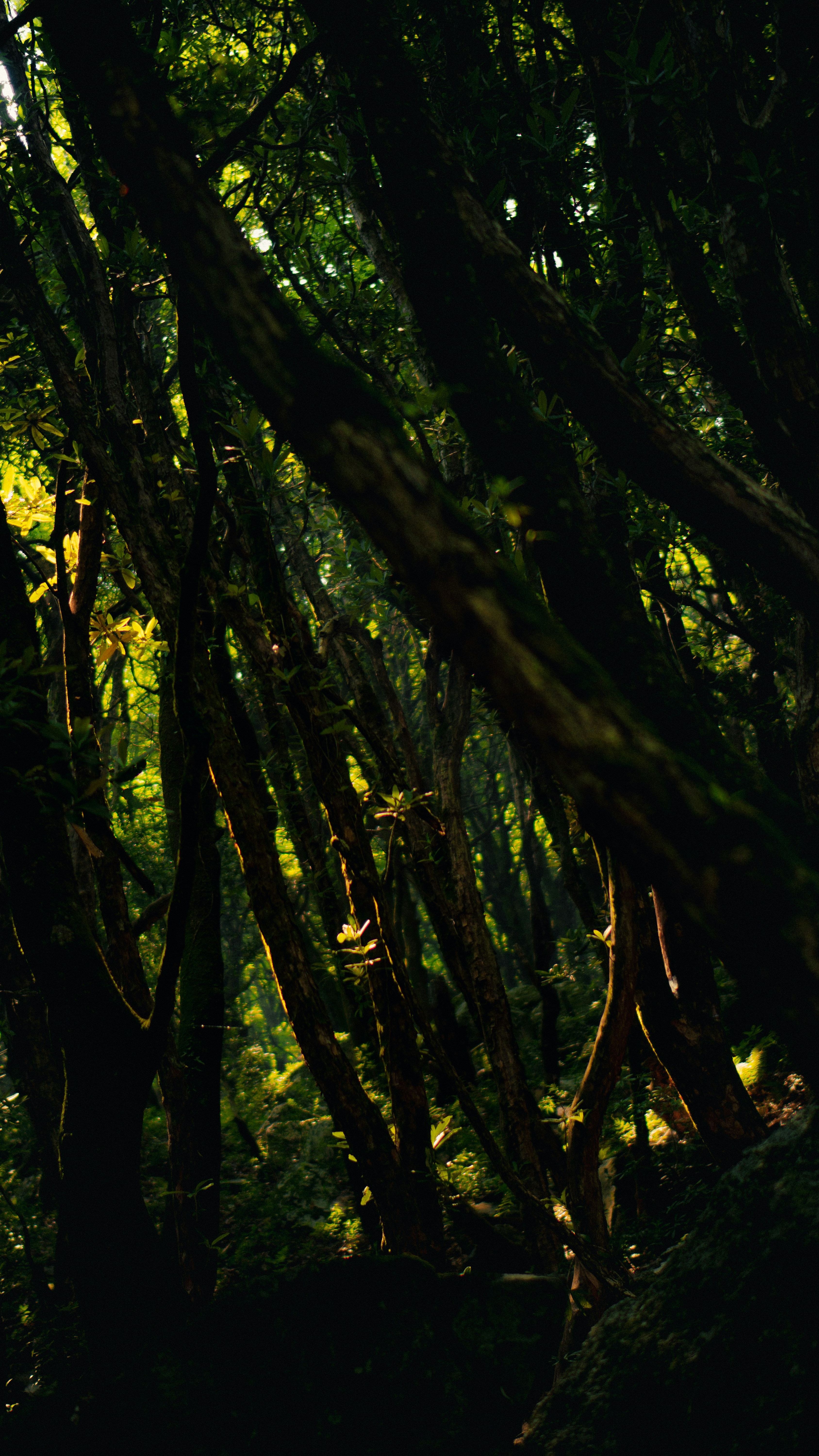 Wallpapers