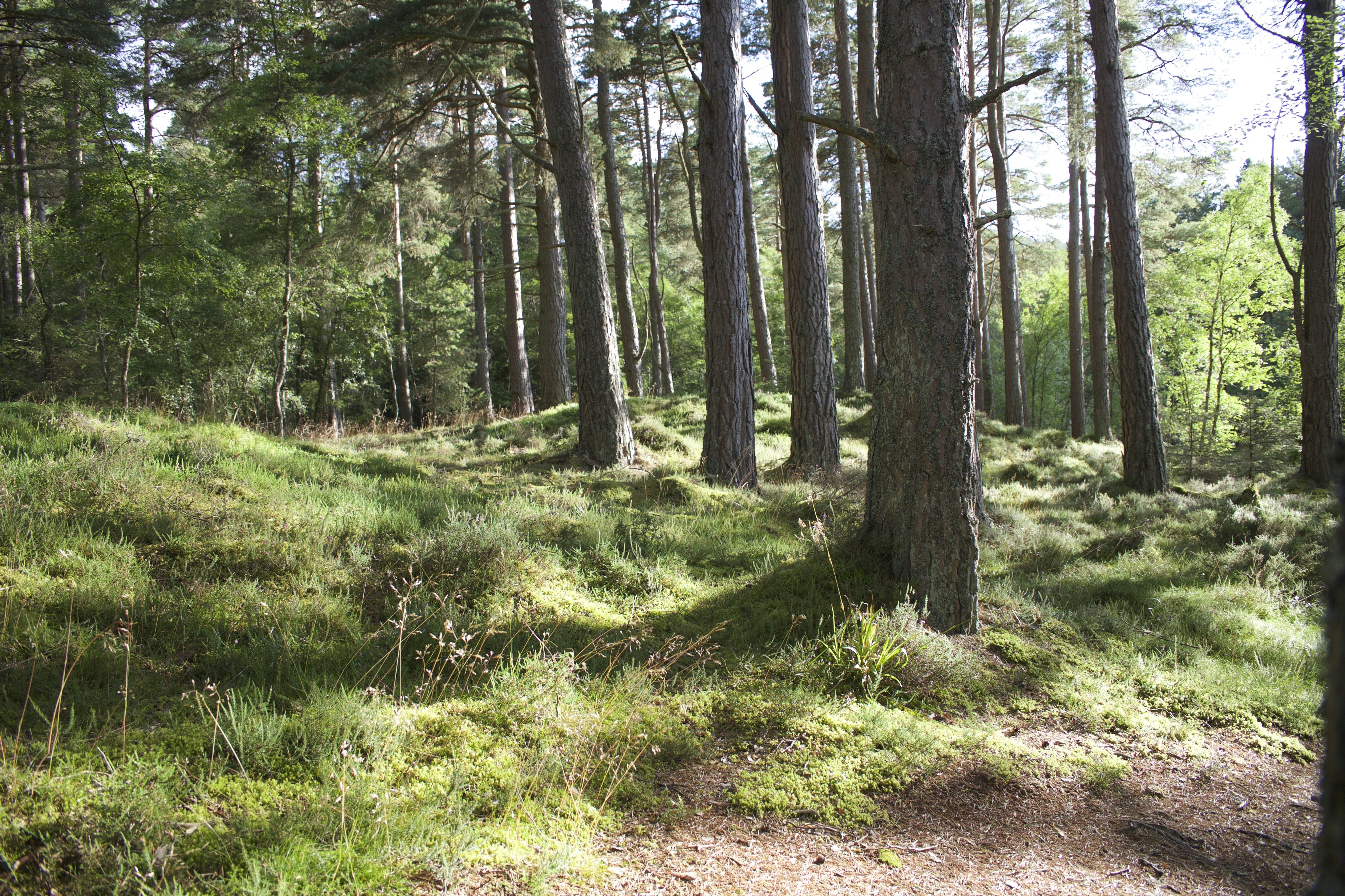 Sunny Pine Forest Landscape