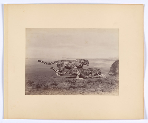 Two Cheetahs on African Savanna