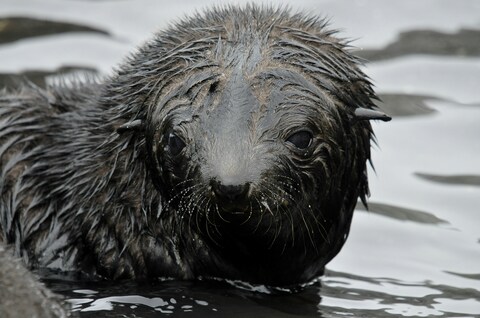 Wet Fur Seal Pup In Water