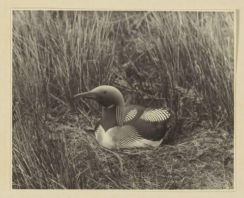 Loon Sitting on Nest