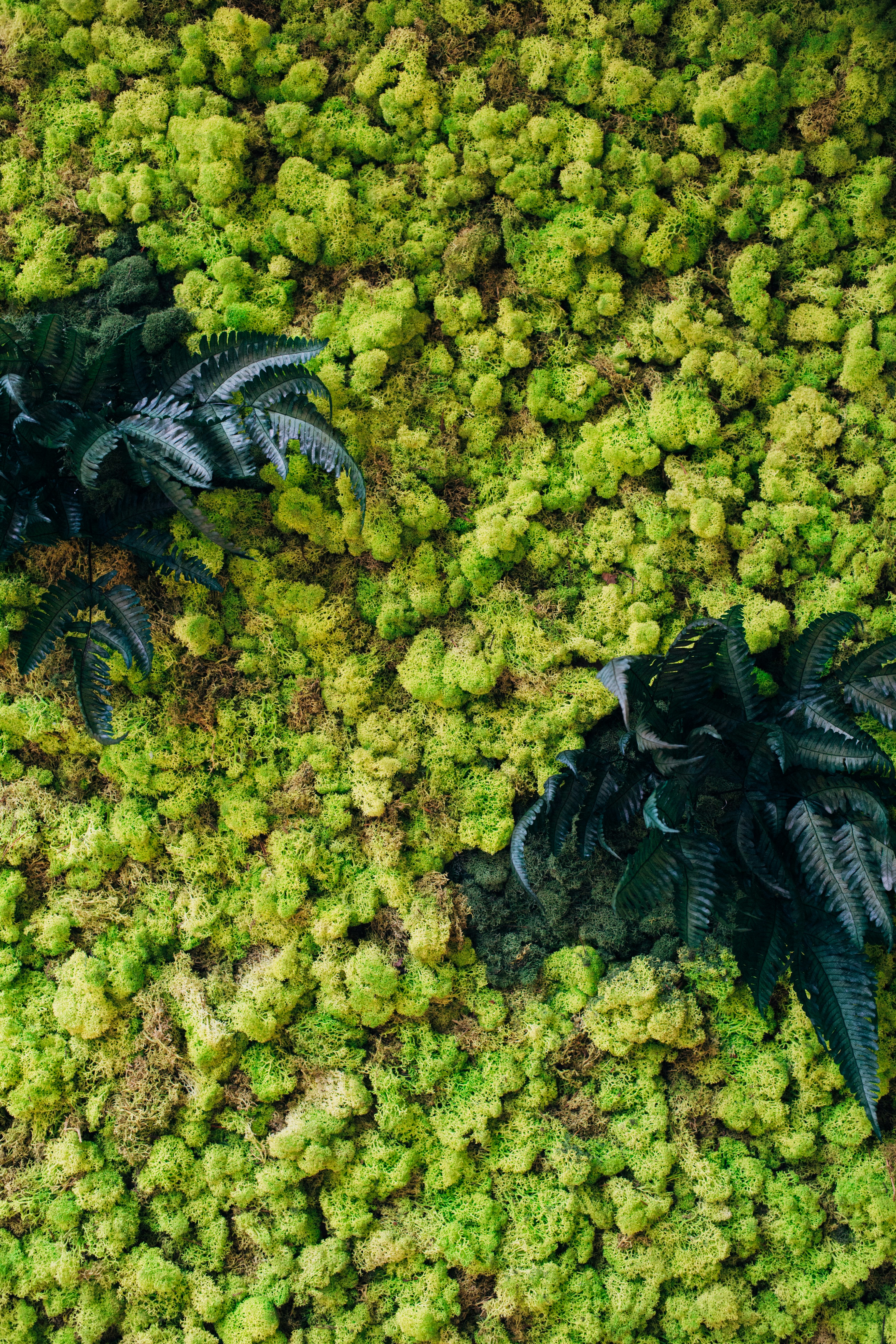 Moss Plant Wall with Ferns