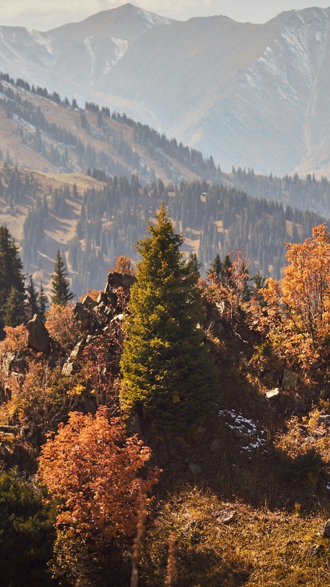 Autumn Mountain Forest Landscape