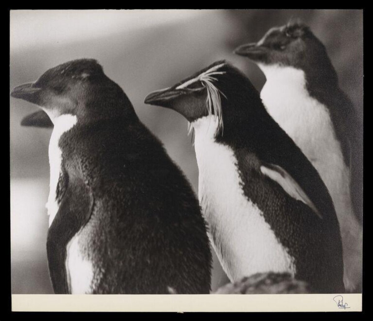 Three Standing Penguins