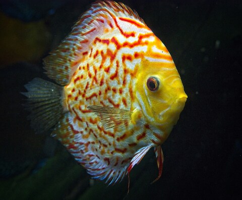 Orange Patterned Discus Fish