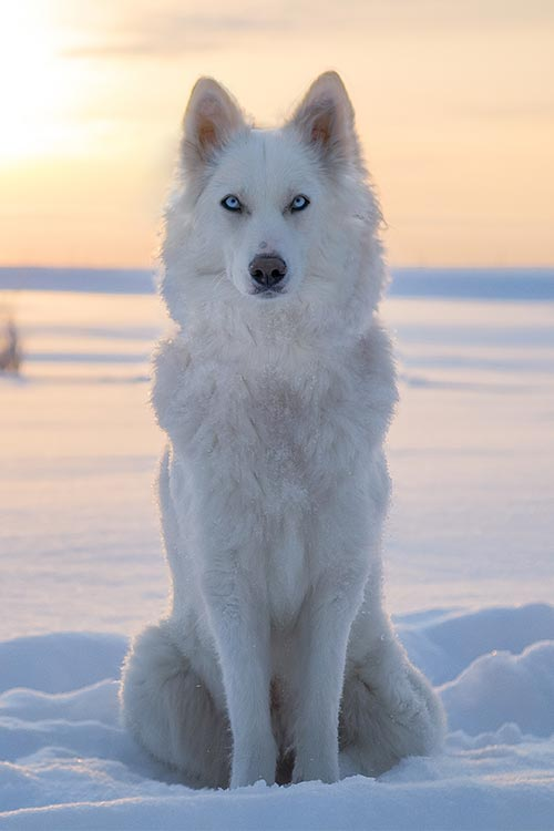 White Wolf Sitting in Snow