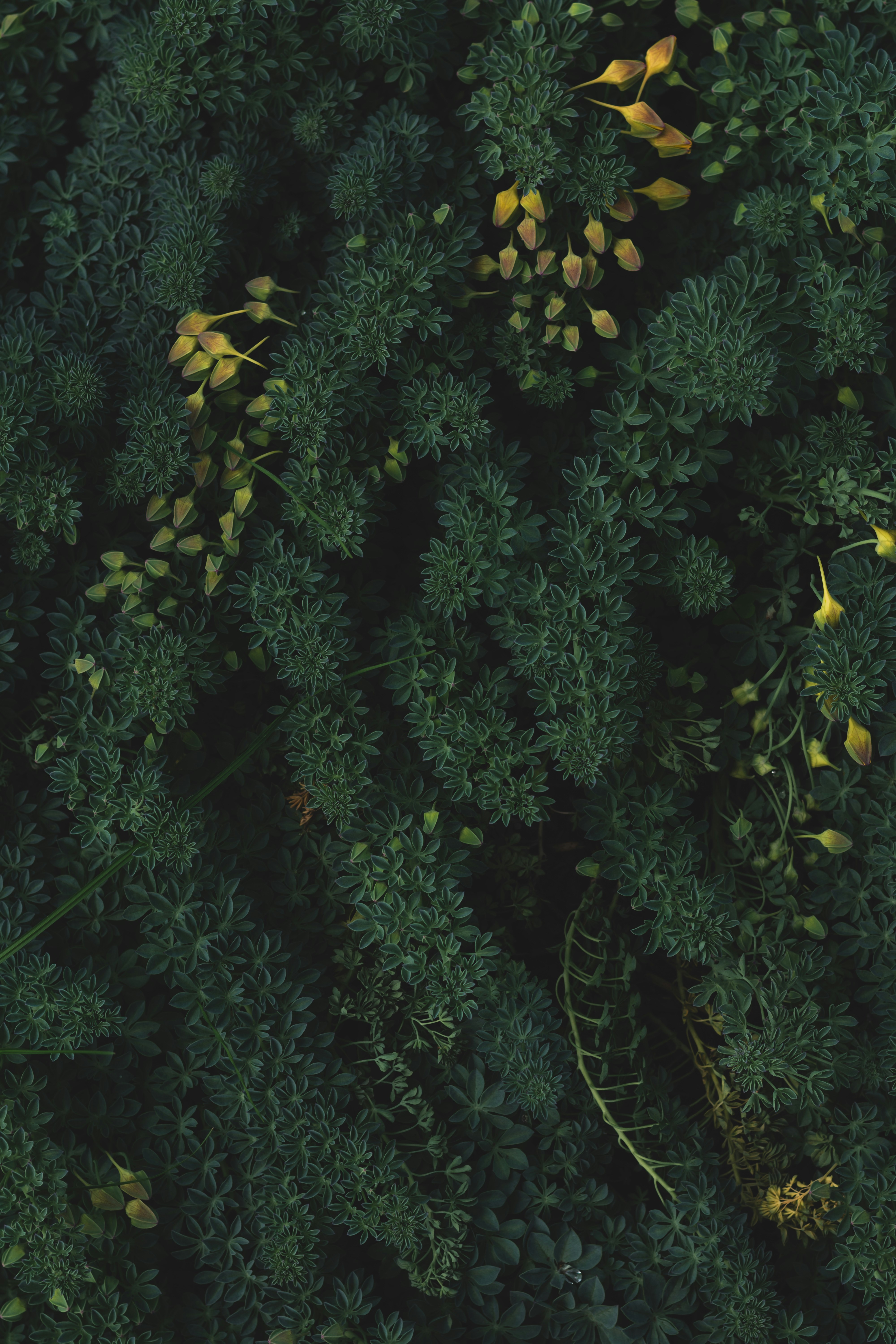 Dense Dark Green Foliage With Yellow Buds