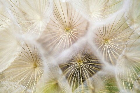 Close-up of Dandelion Seeds