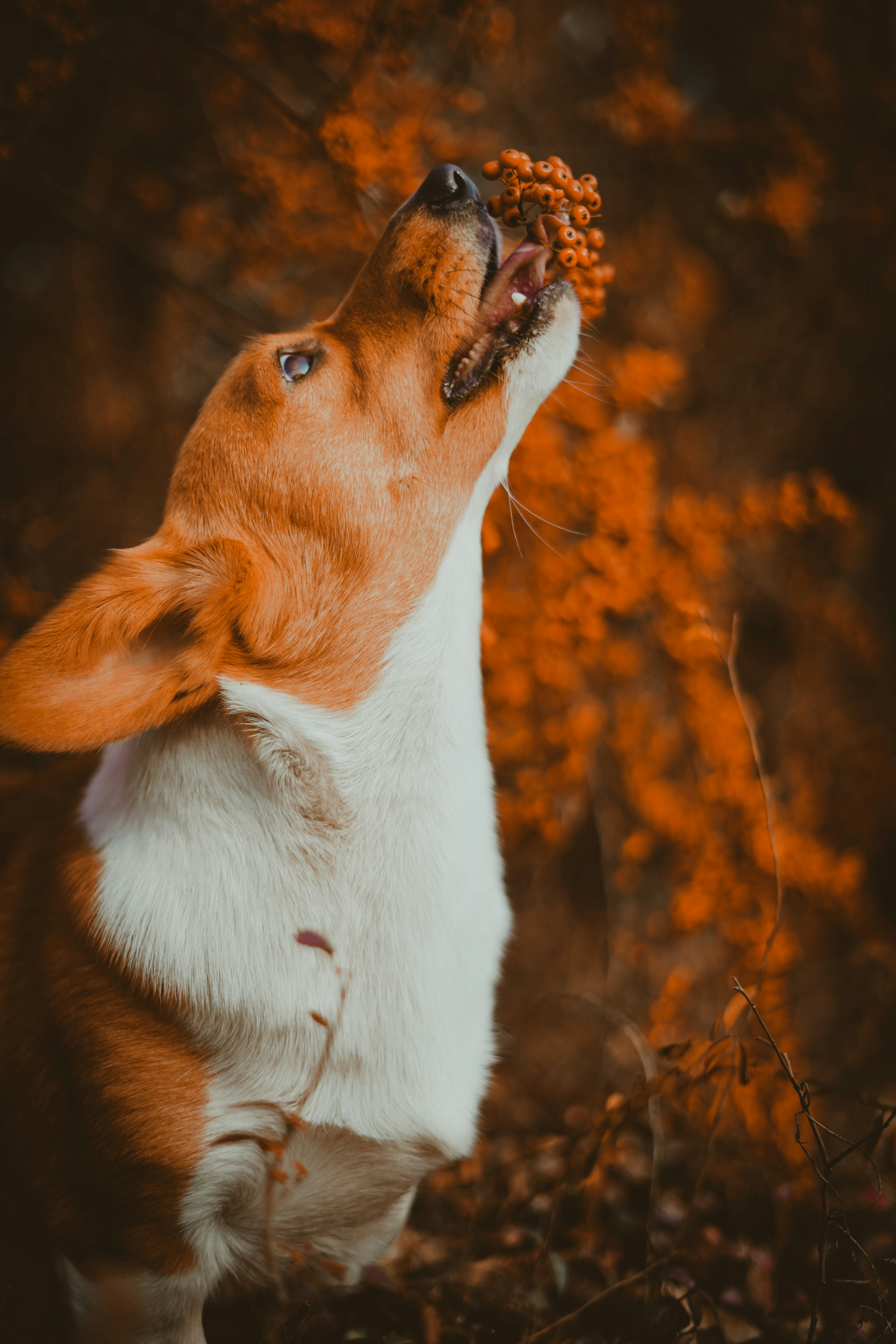 Corgi Biting Orange Berries In Autumn