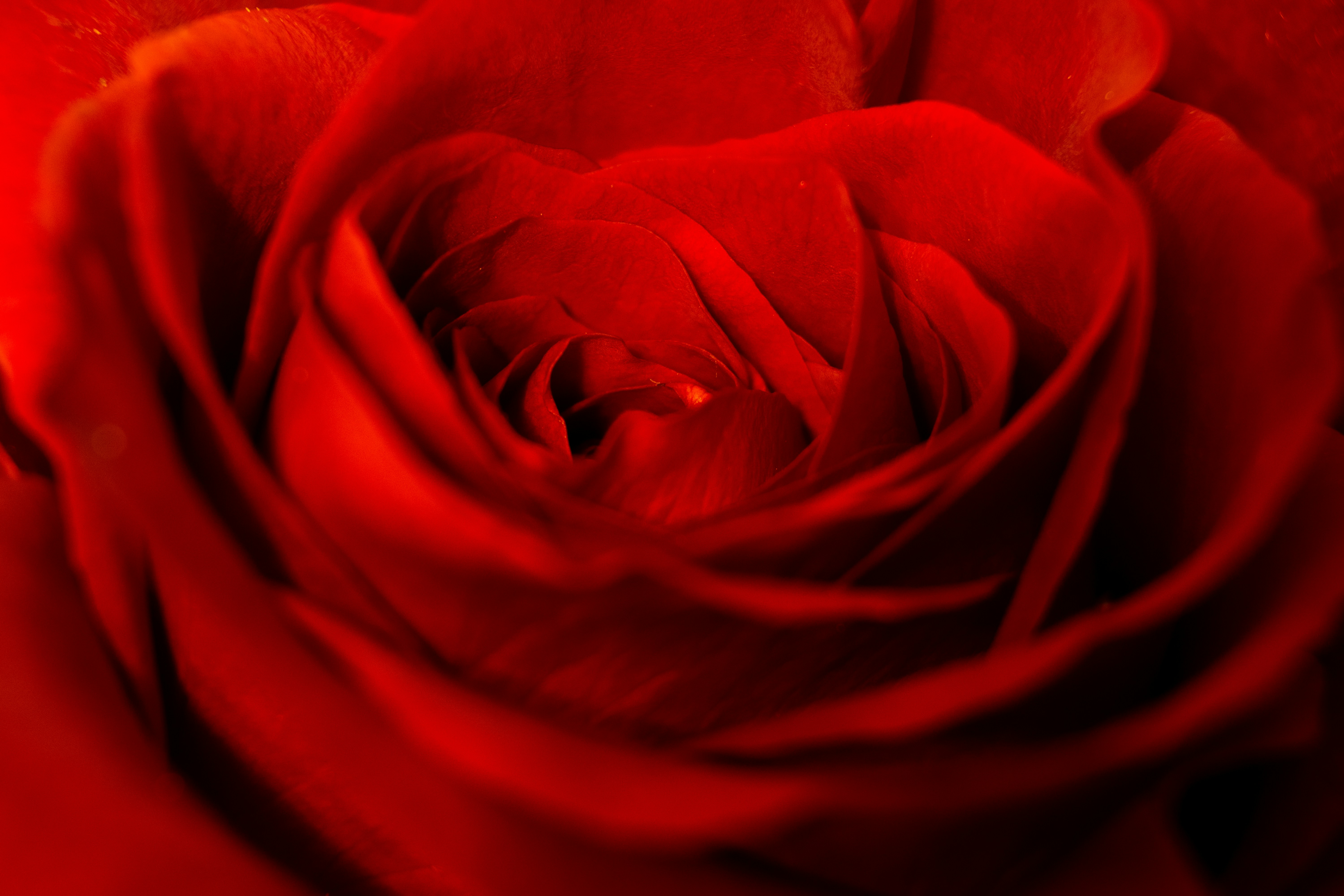 Close-up of Red Rose Center