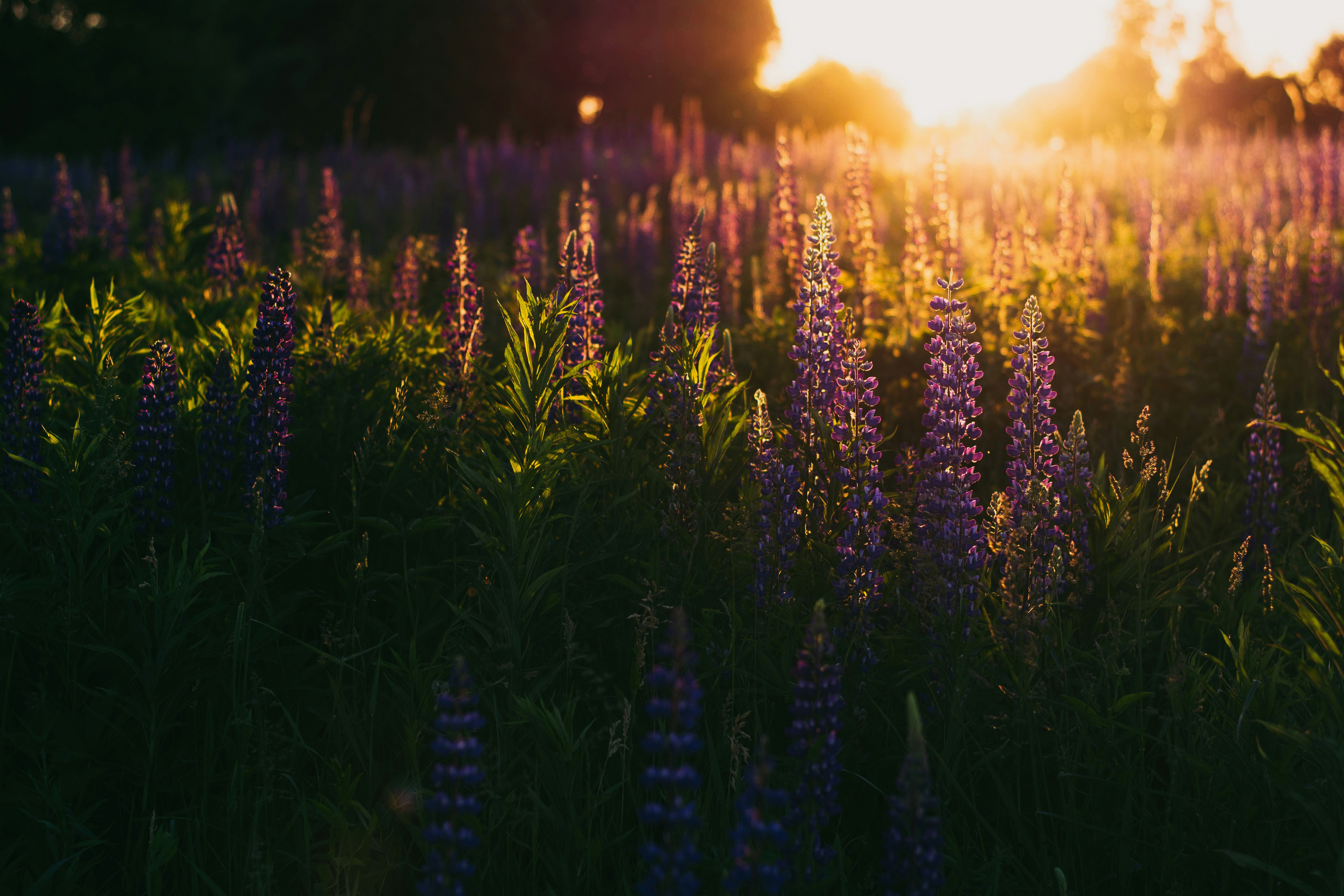 Lupine Field at Sunset