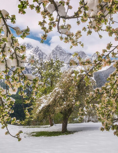Snowy Spring Mountain Orchard