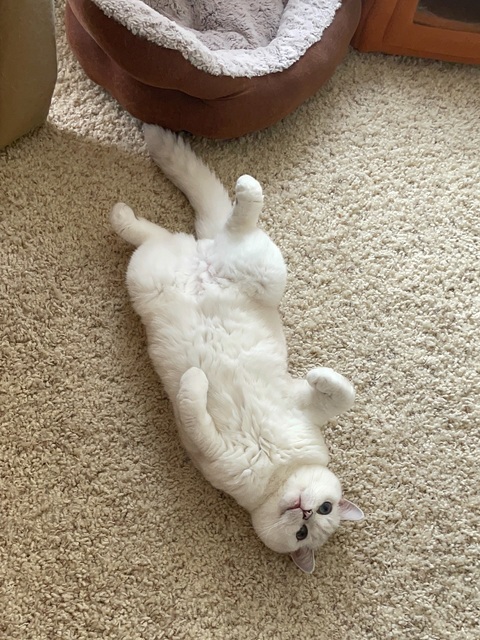 White Cat Lying On Its Back