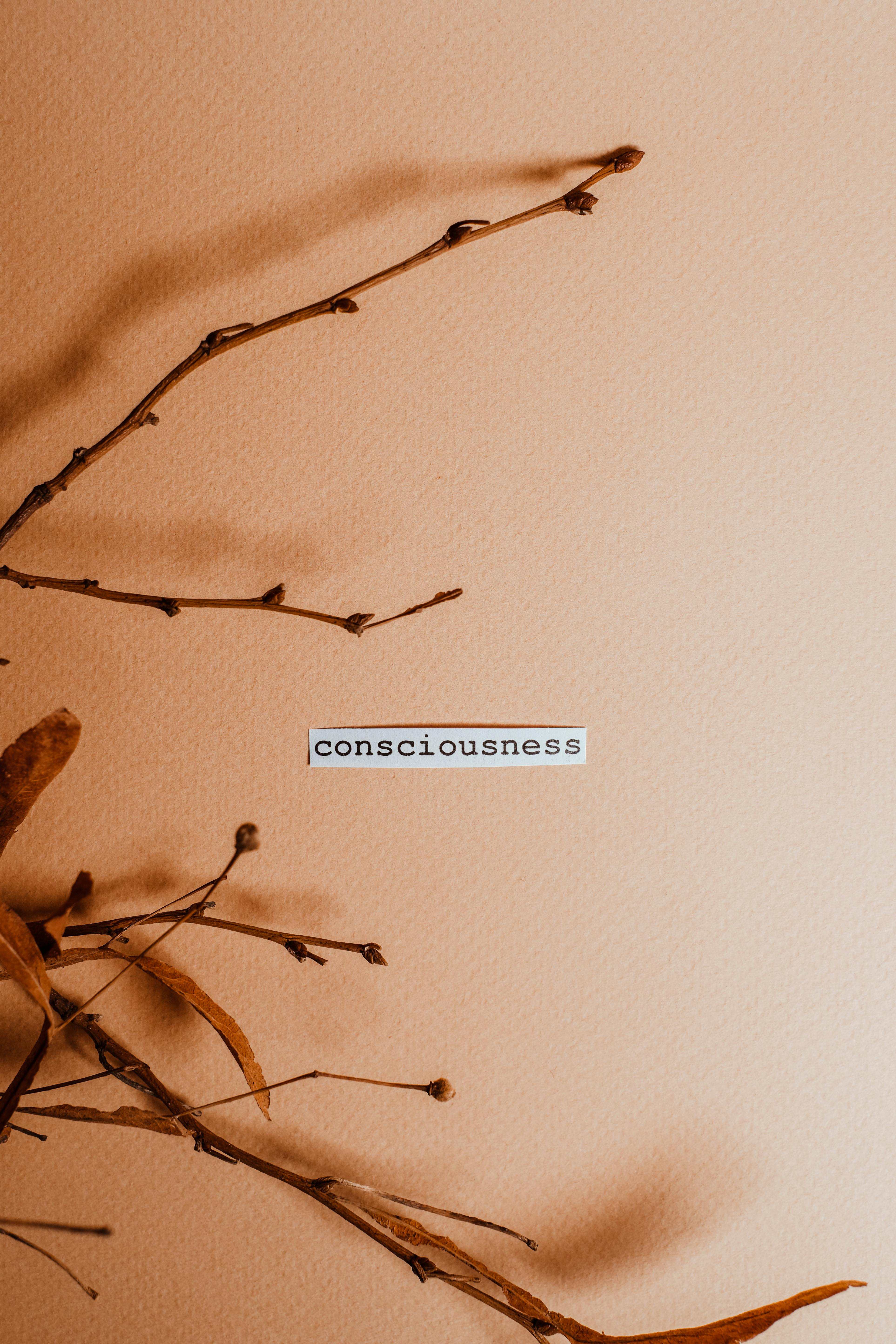 Dried Branches With Consciousness Text
