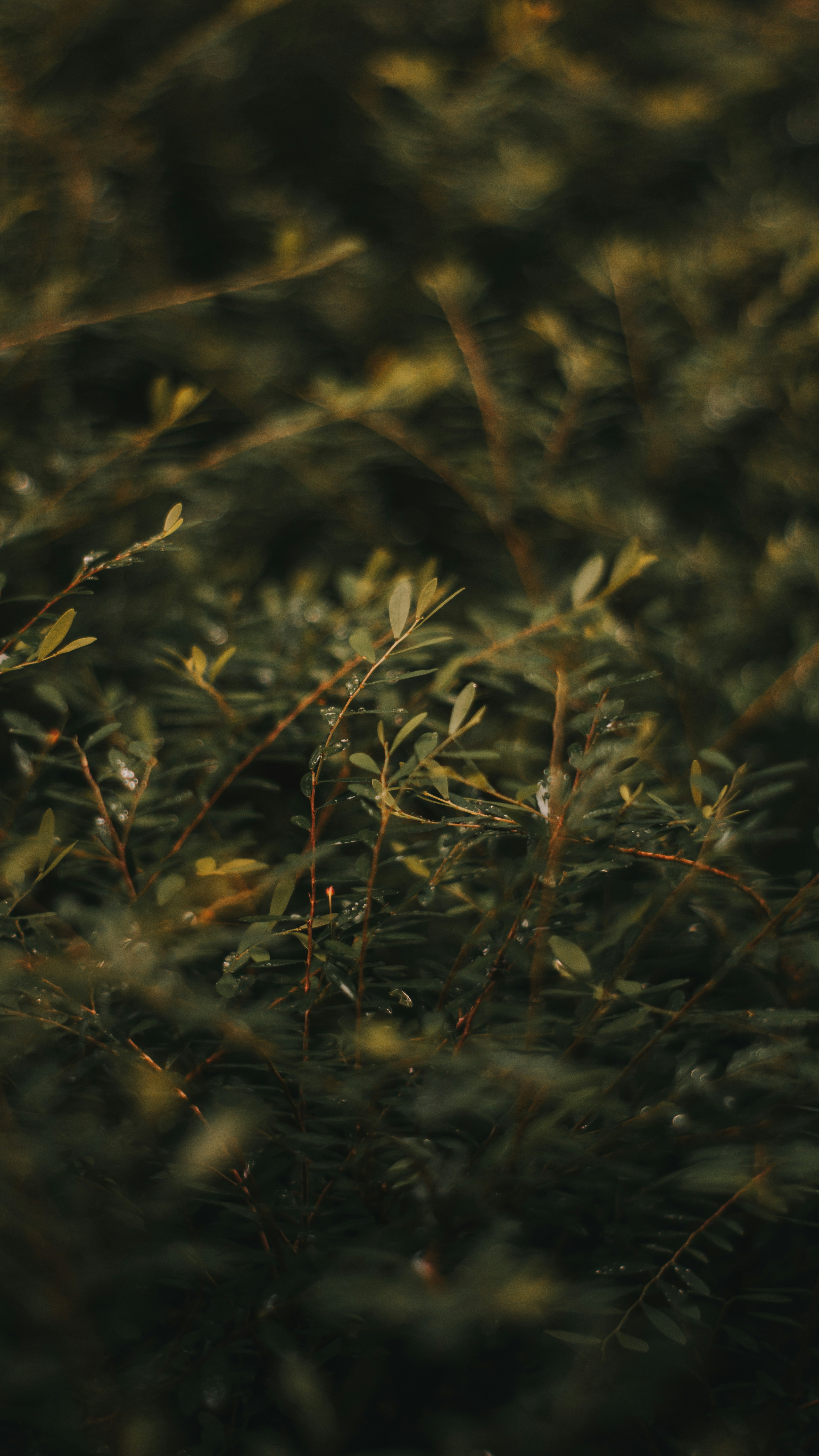 Wallpapers