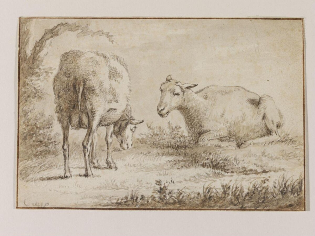 Two Sheep Ink Sketch
