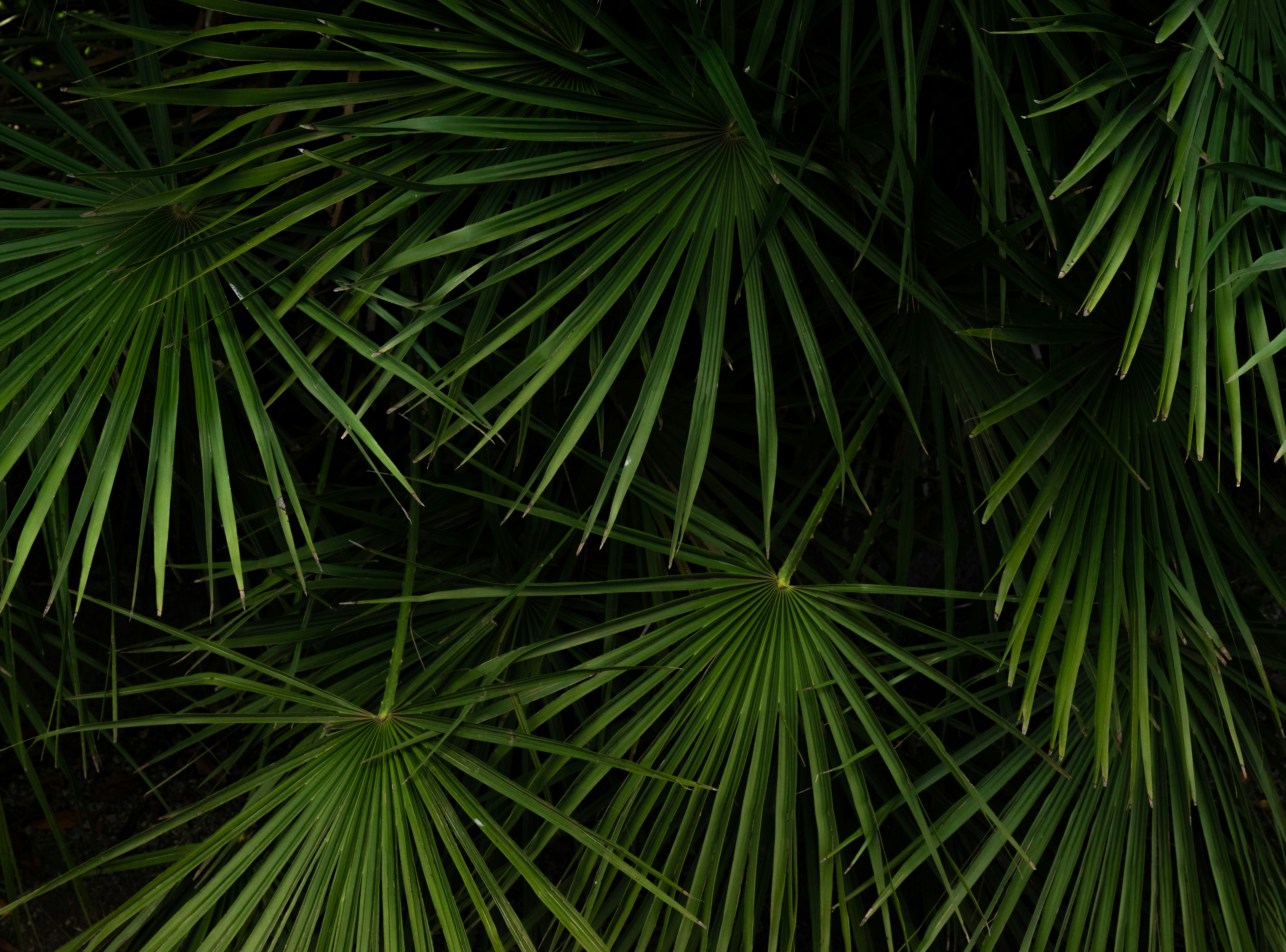 Close Up of Fan Palm Leaves