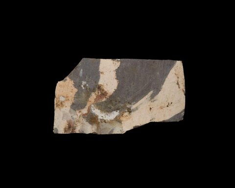 Fossil Rock Specimen Fragment