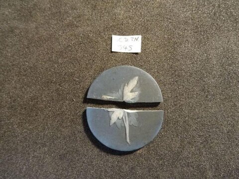 Fossilized Plant Specimen Split in Half
