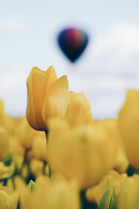 Yellow Tulip Field With Hot Air Balloon