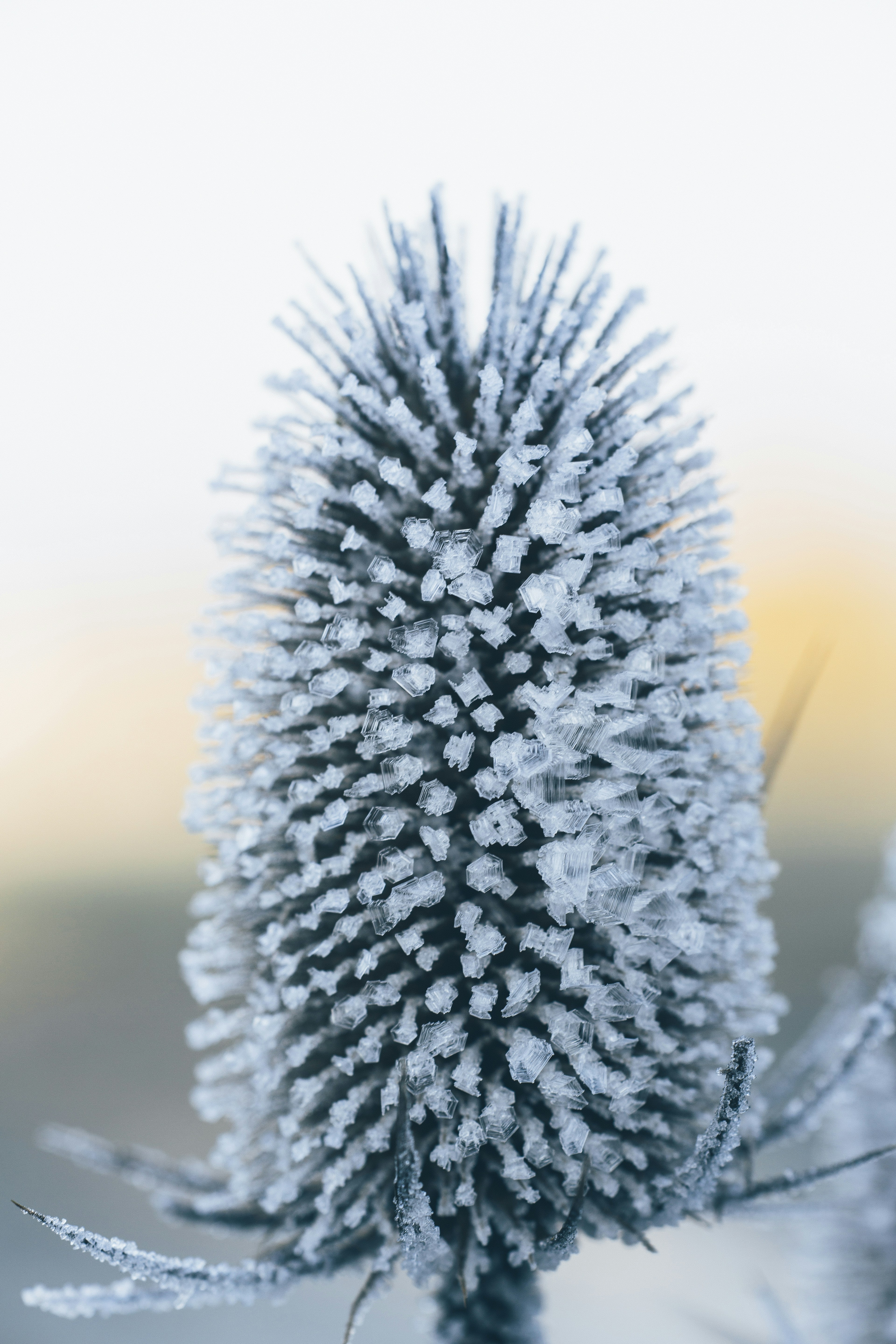 Frost-covered Teasel Head