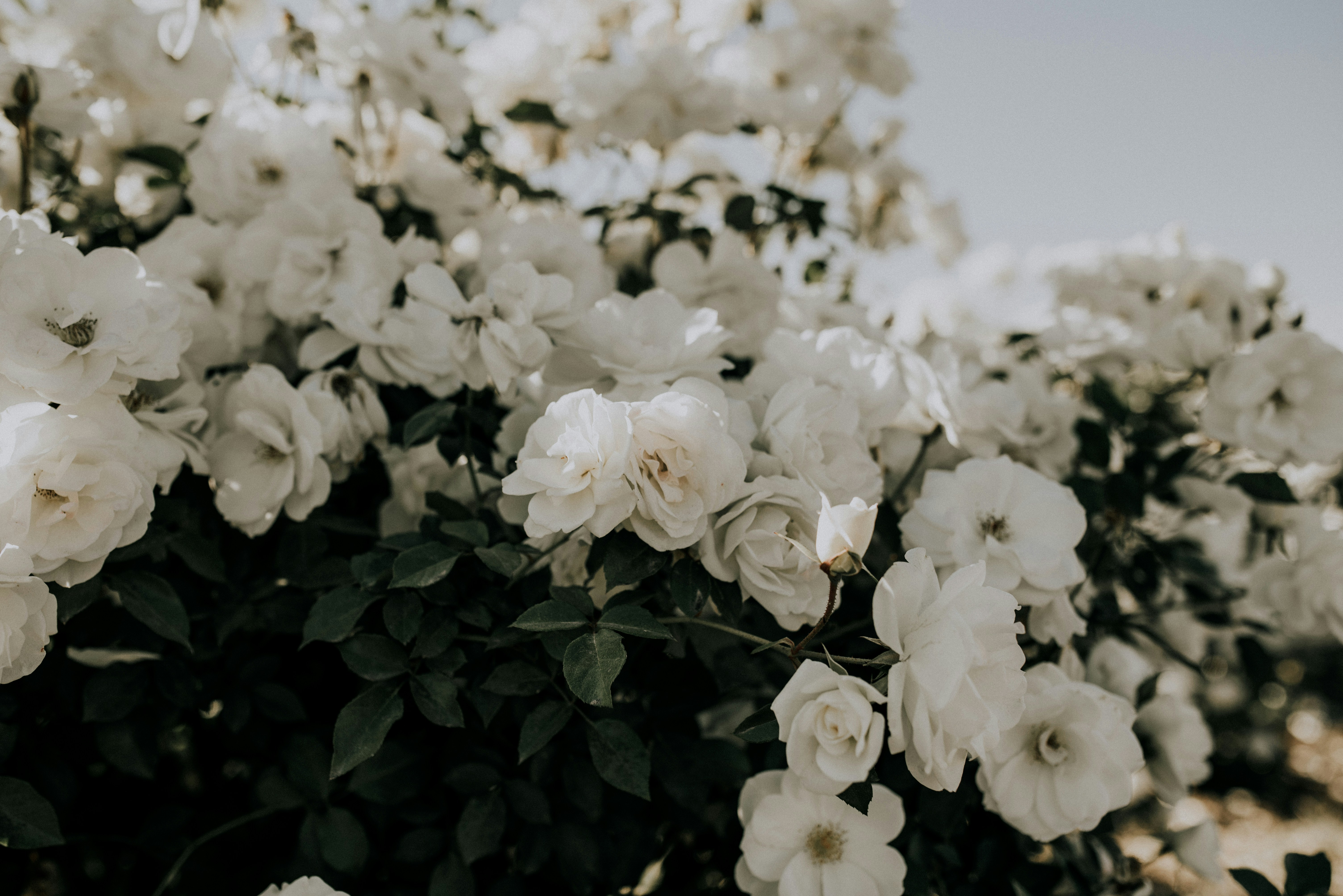 Bush of Blooming White Roses