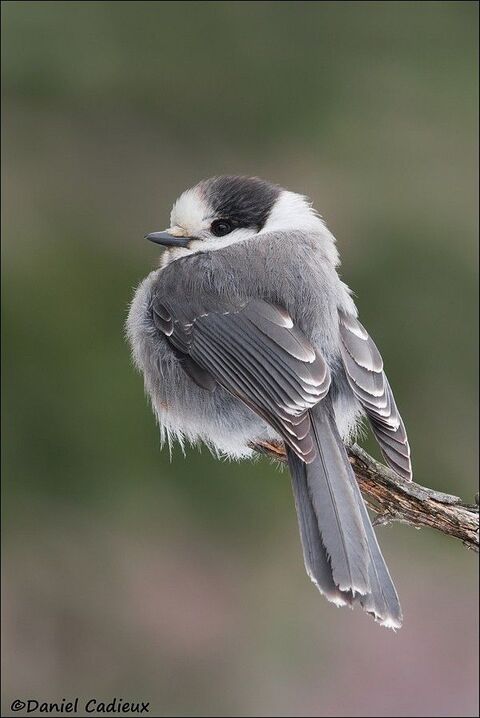 Gray Jay Perched on Branch