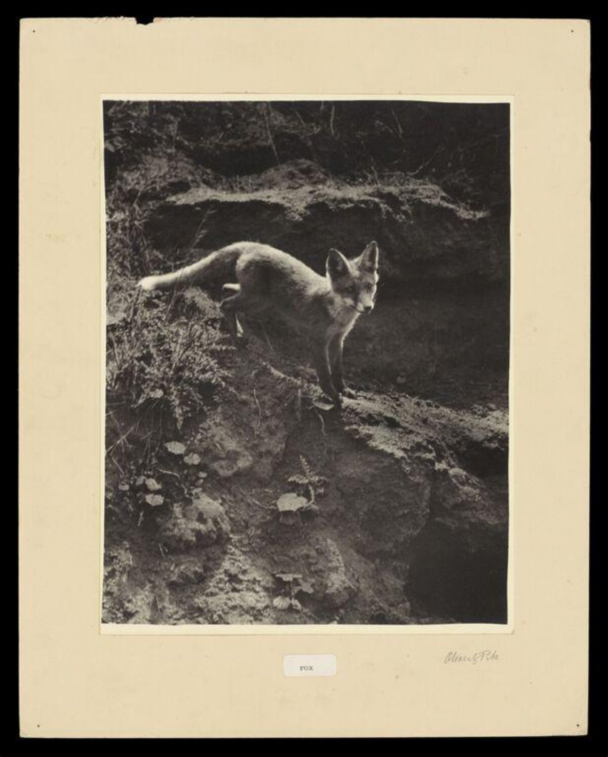 Wild Fox at Den Entrance