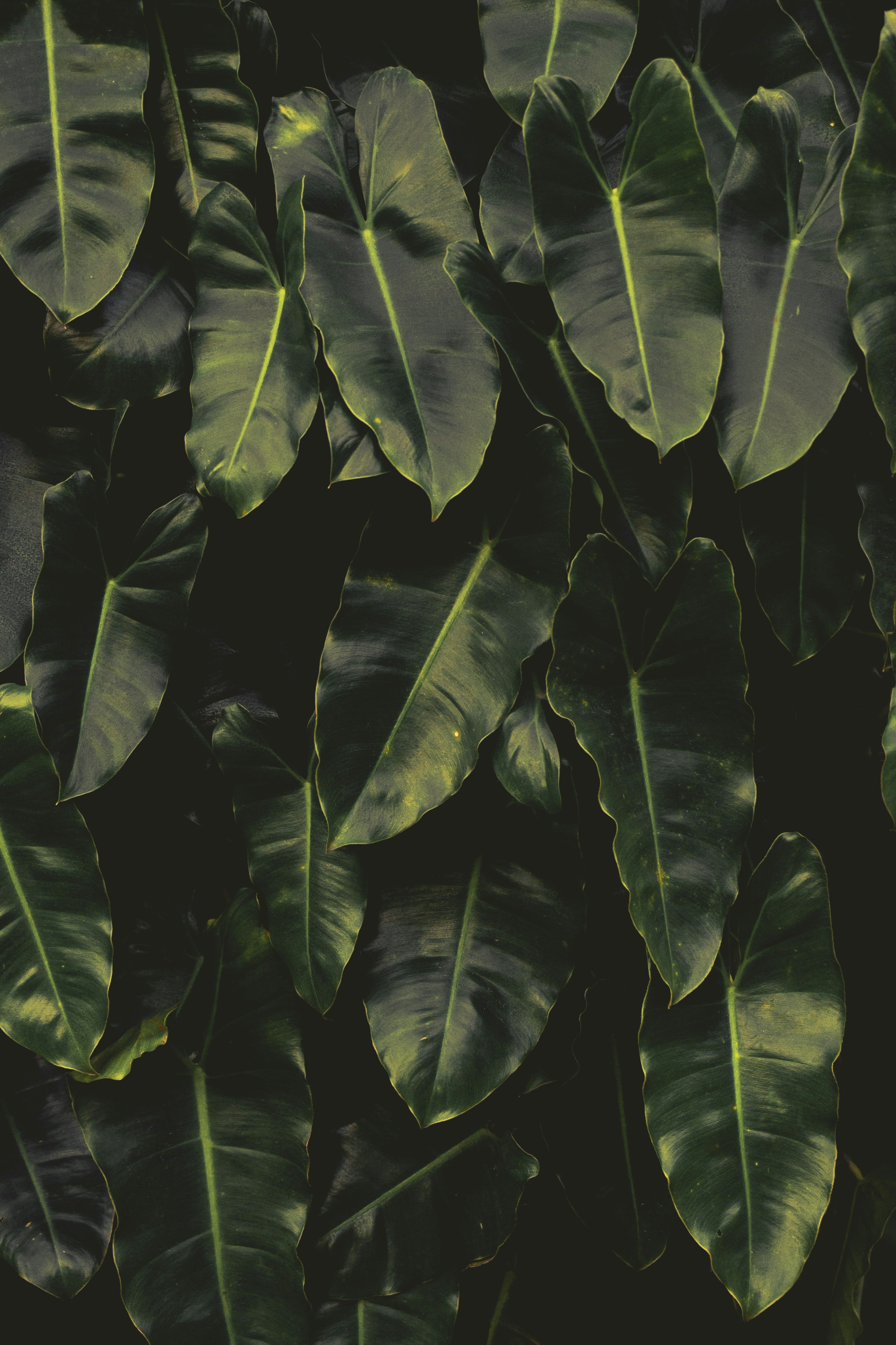Dense Overlapping Green Tropical Leaves