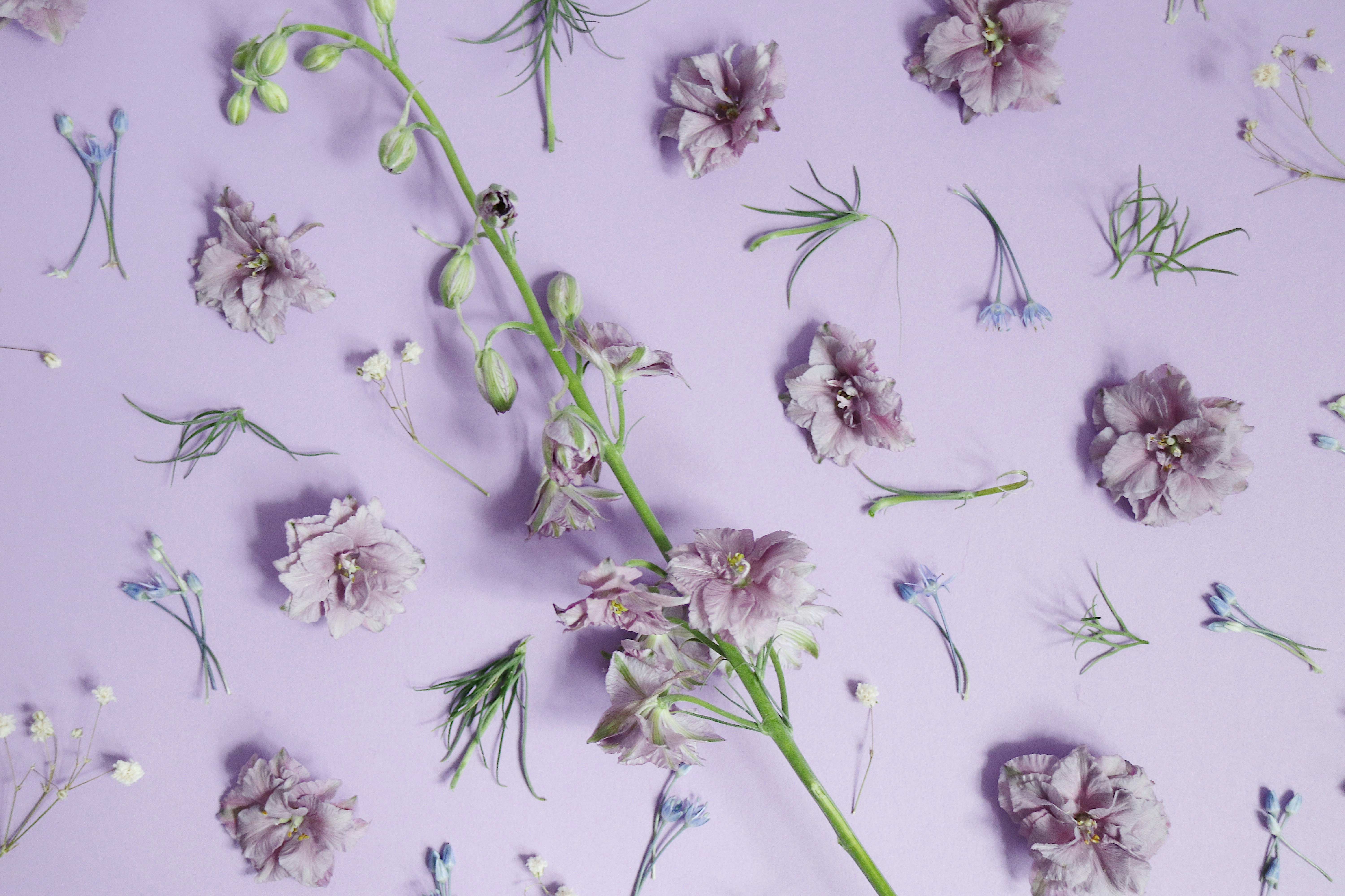 Purple Flowers on Lavender Background — Phone Wallpapers