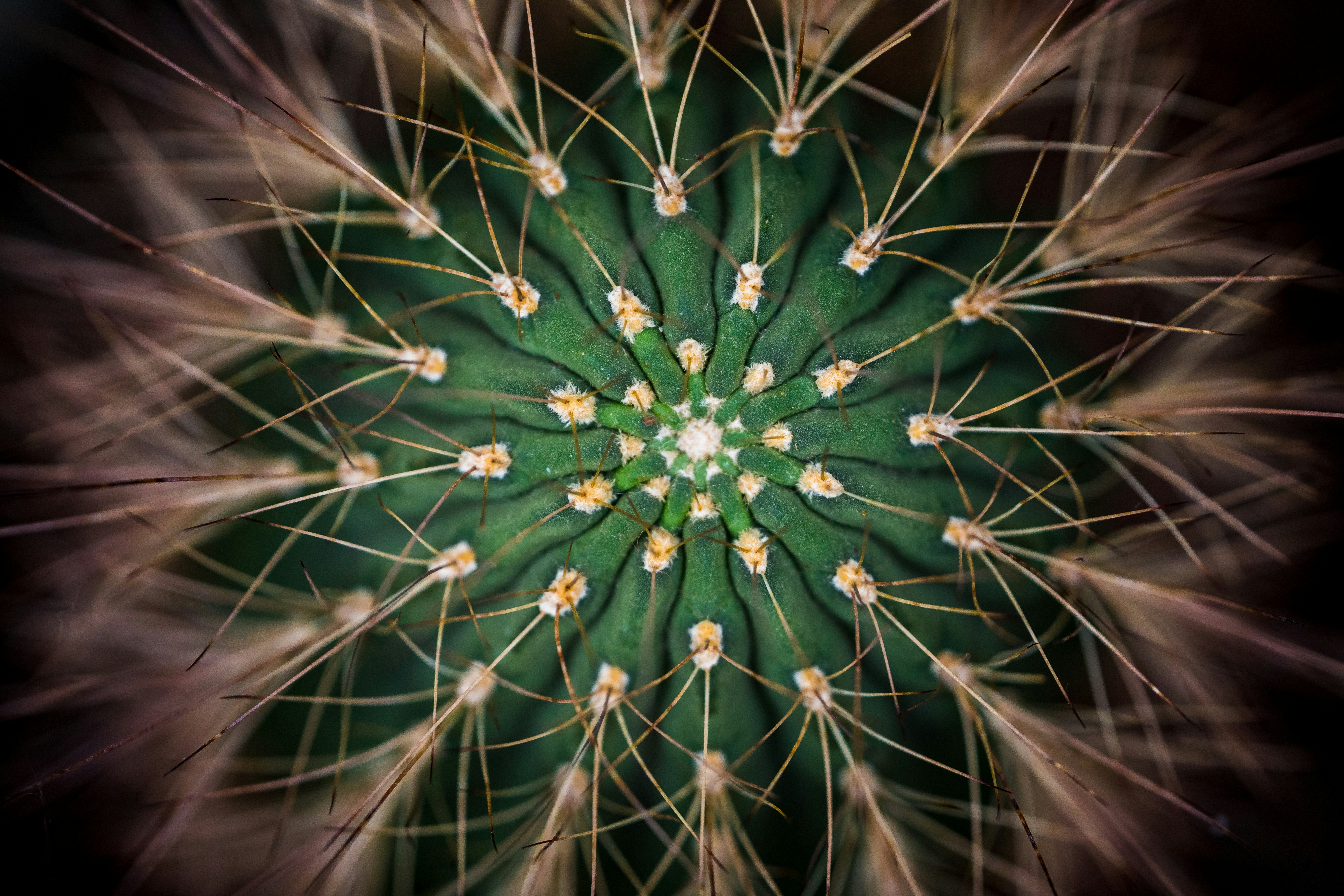 Close-up of Cactus Top