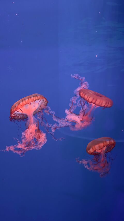 Image 1625807 — Images