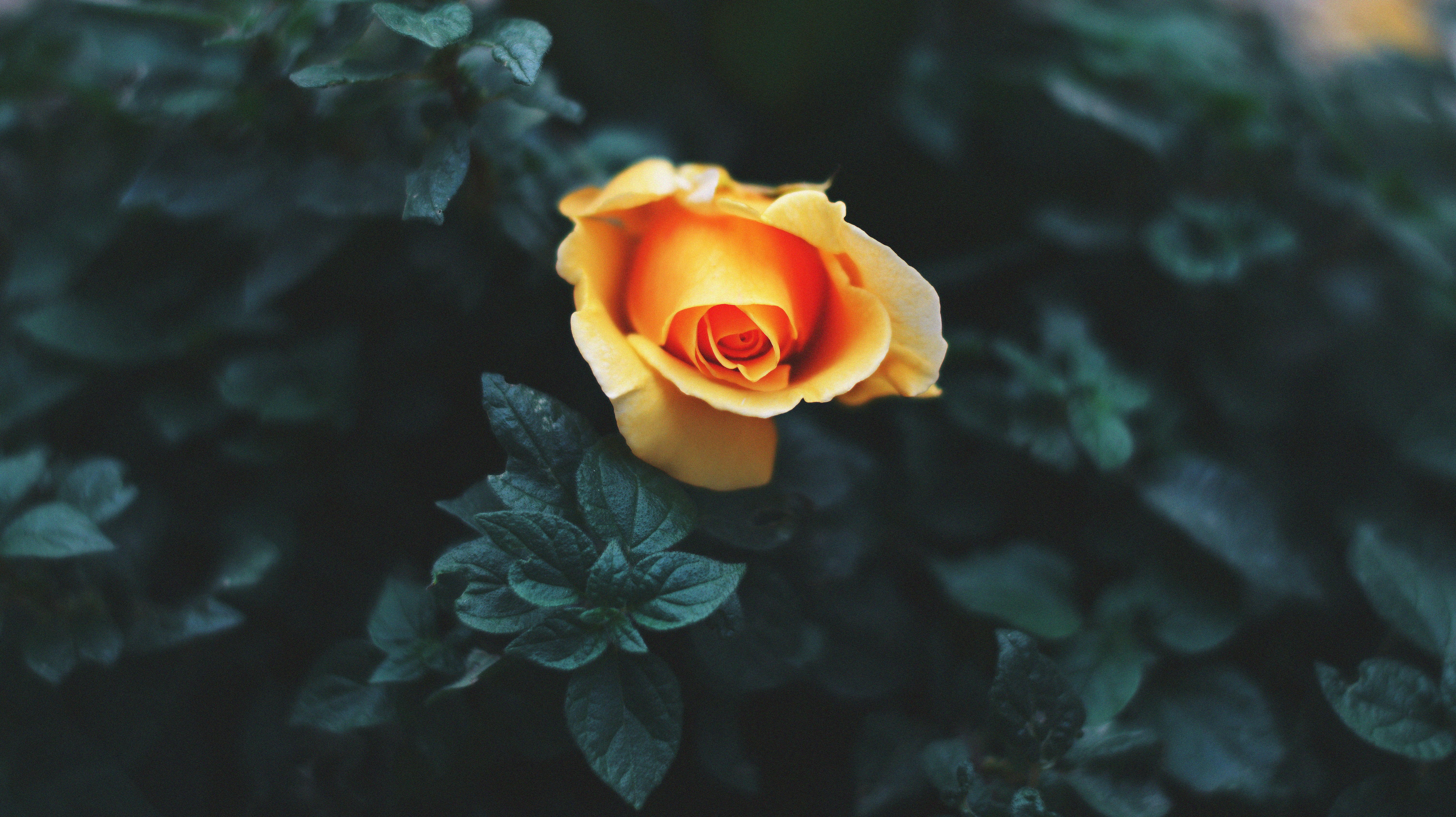 Yellow Orange Rose Among Dark Foliage