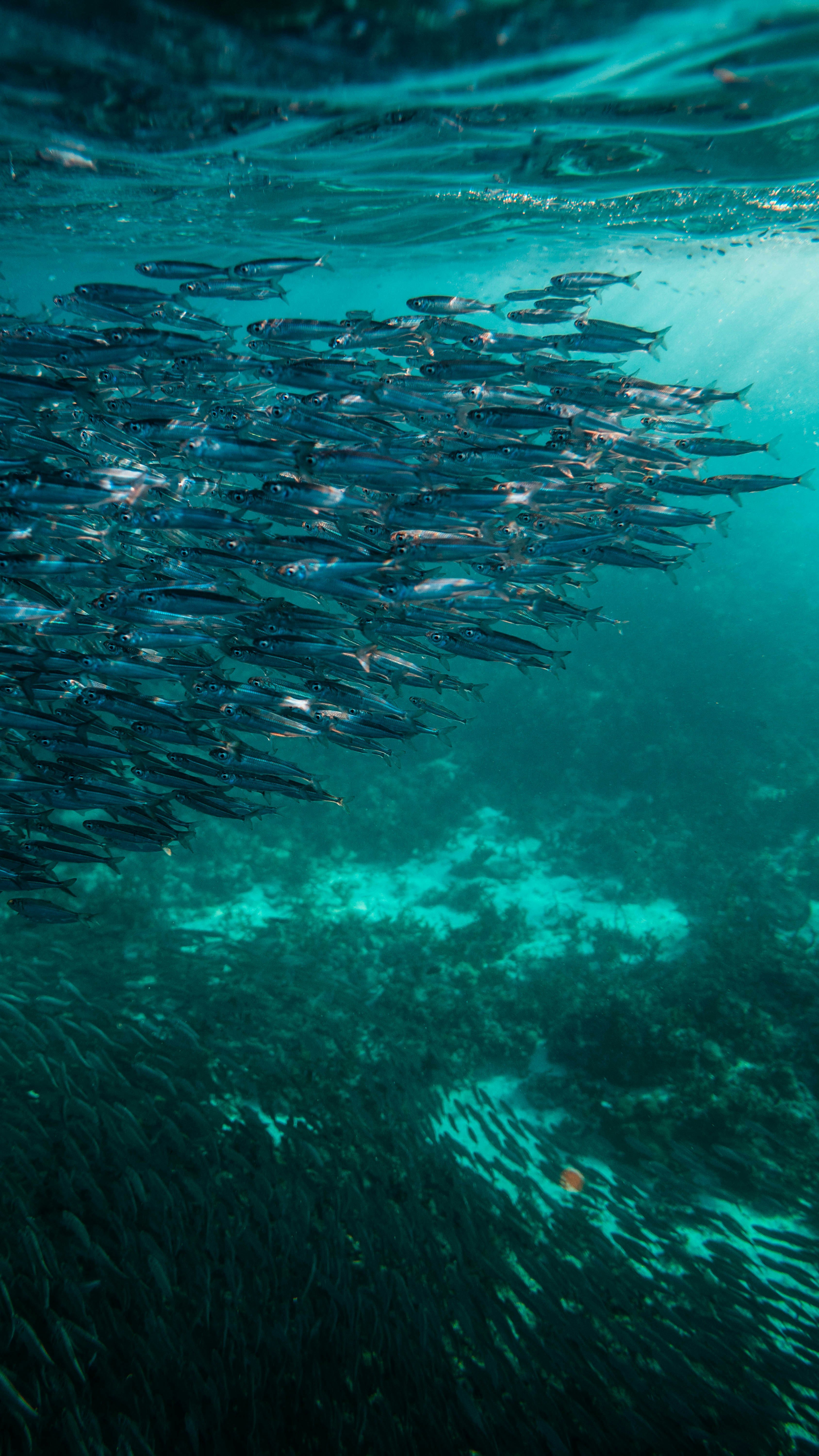 Underwater School of Small Fish