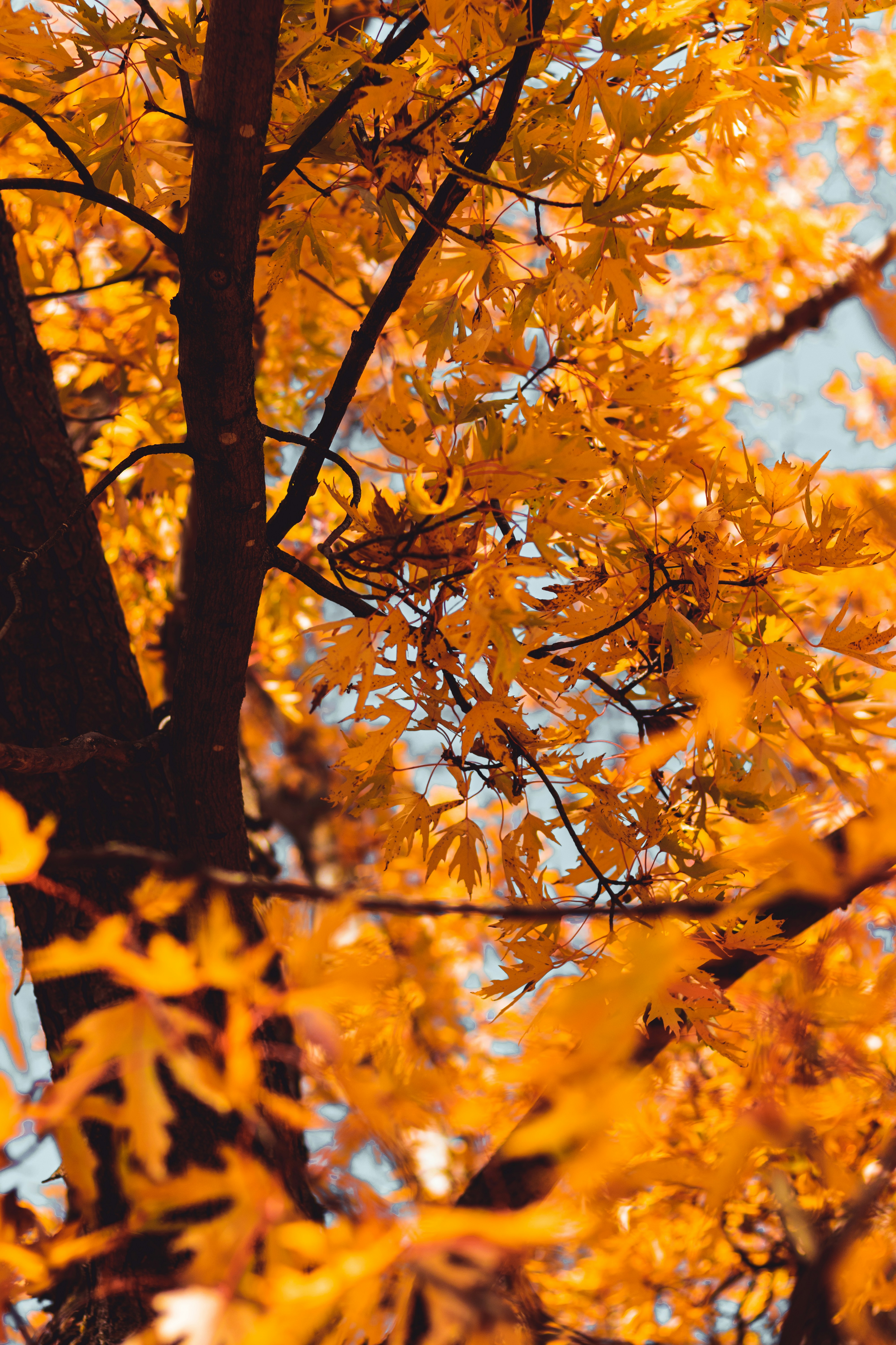 Golden Autumn Maple Leaves